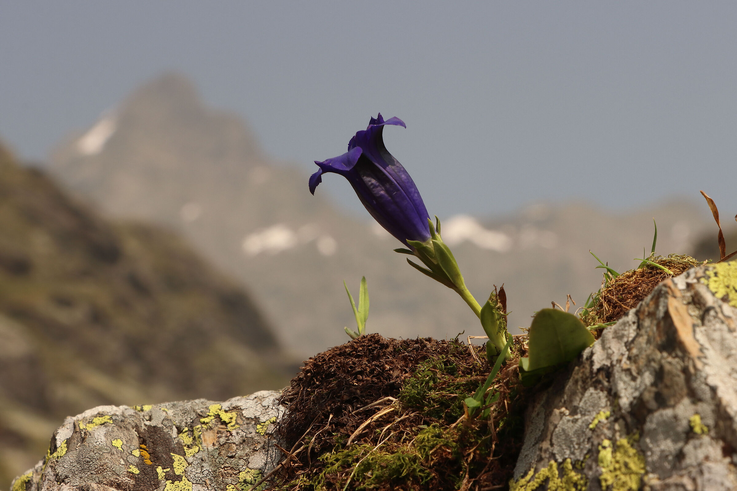 gentian and Porola peak