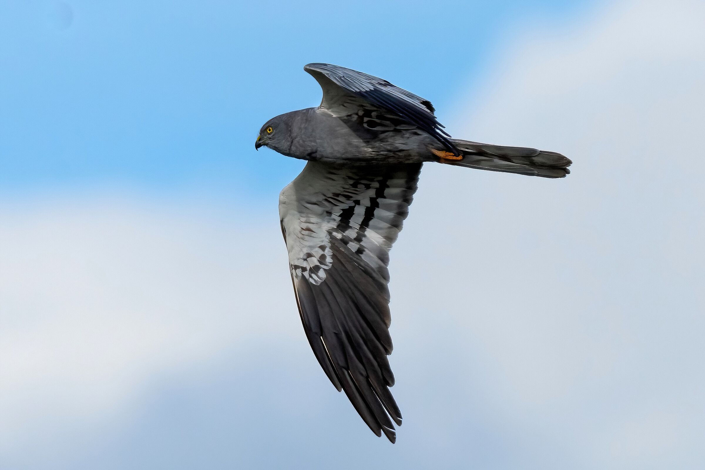 Montagu's Harrier (Circus pygargus) male