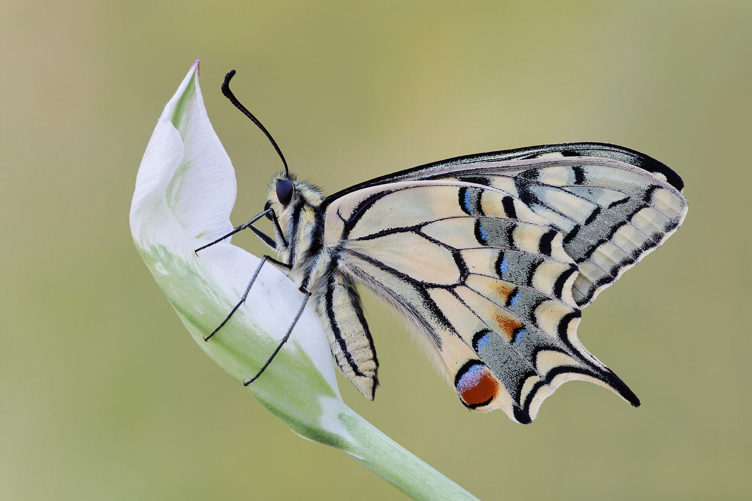 Swallowtail