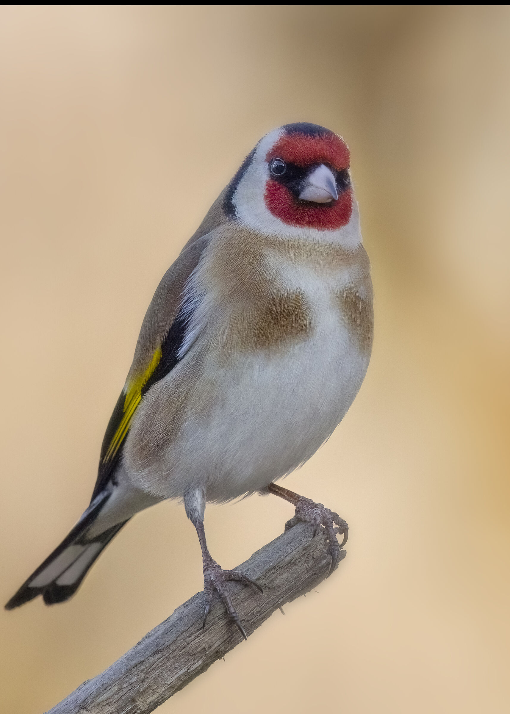 Cardellino
