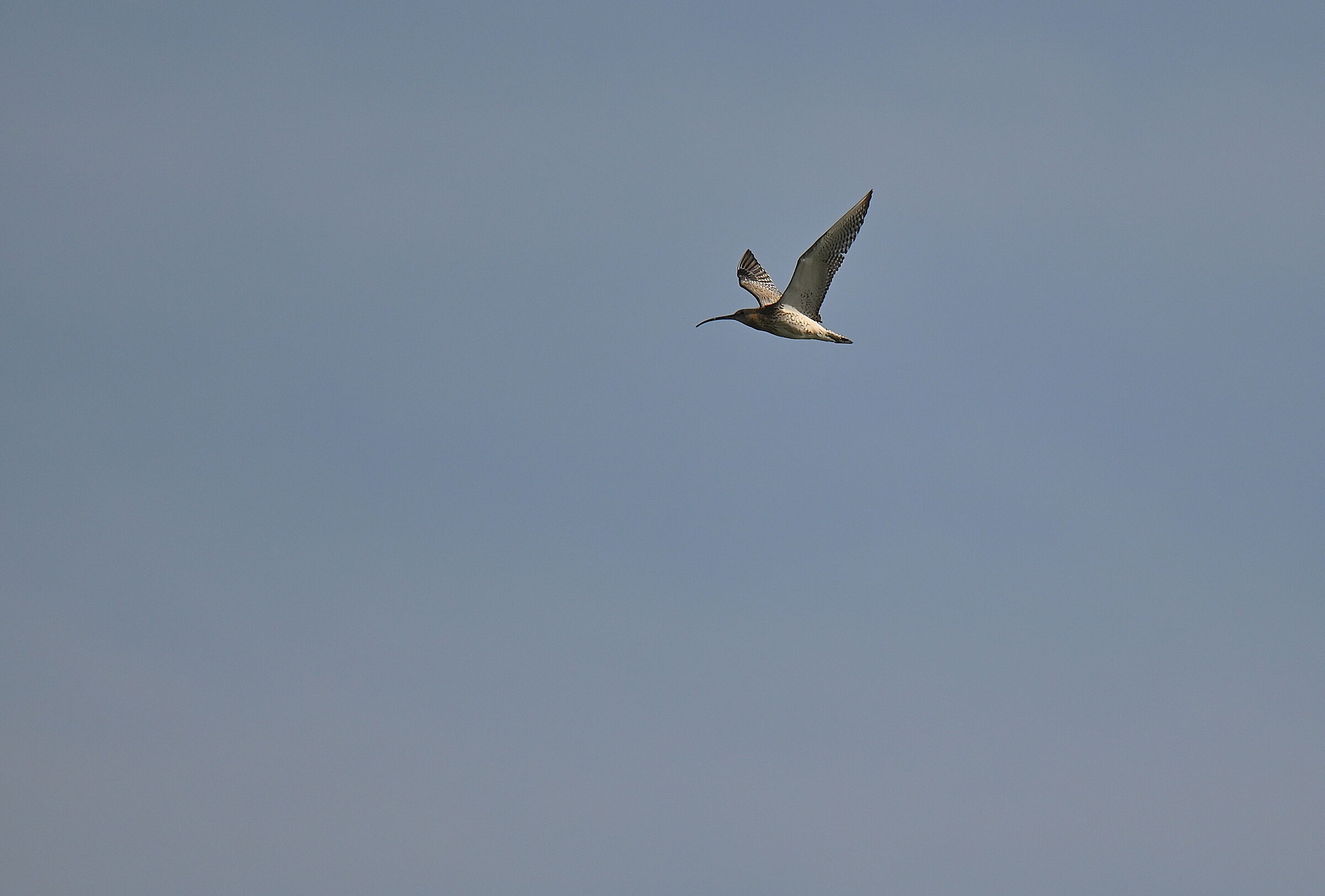 Curlew
