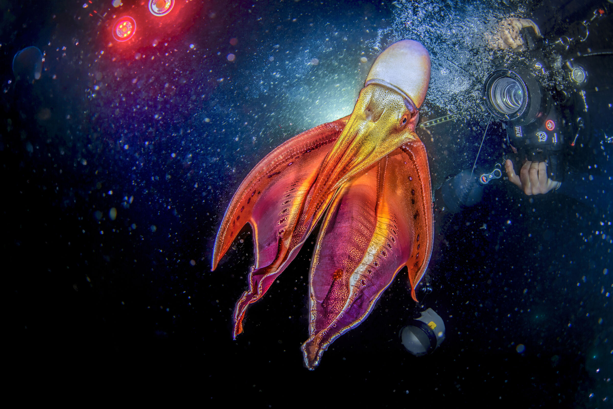 blanckett octopus Anilao , Janao Bay blackwater dive