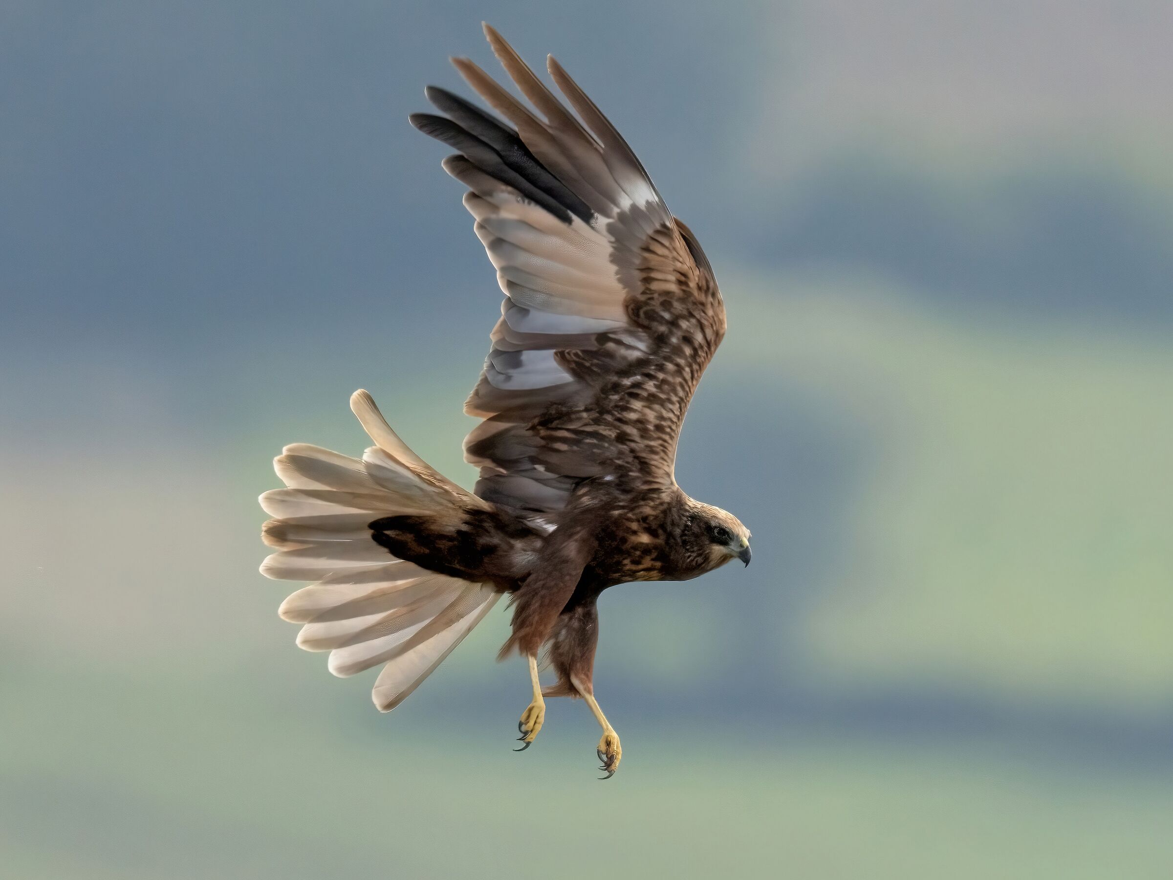 Marsh Harrier (Circus aeruginosus)