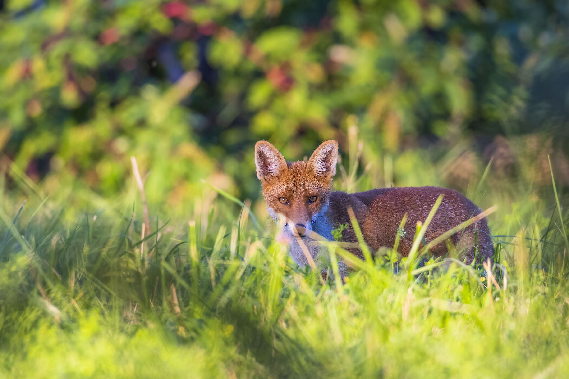 Fox prize at the end of the afternoon