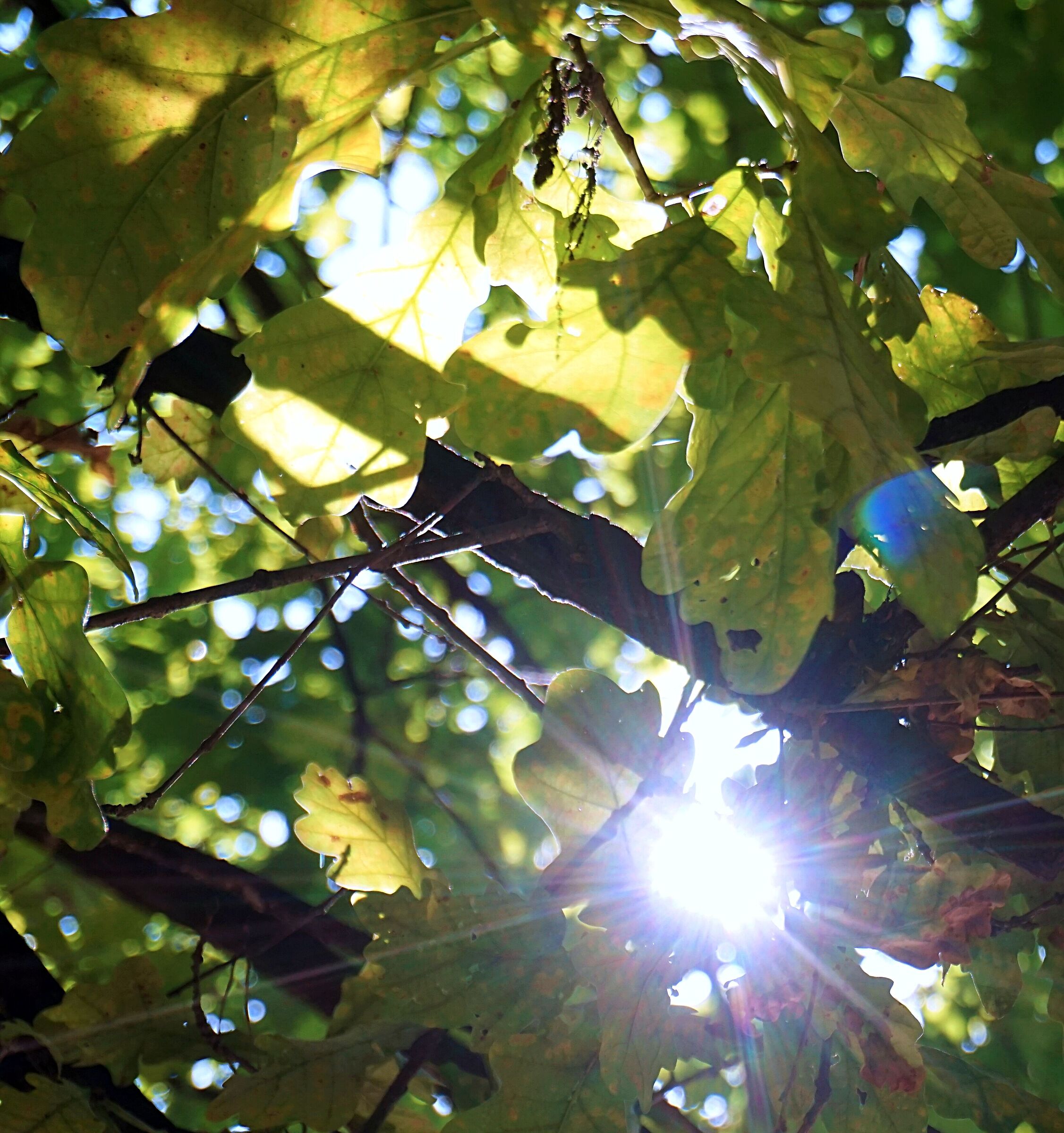 Tra i rami la luce fu