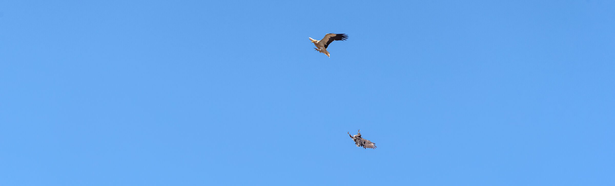 Two birds, two strategies: hunting and necrophagy