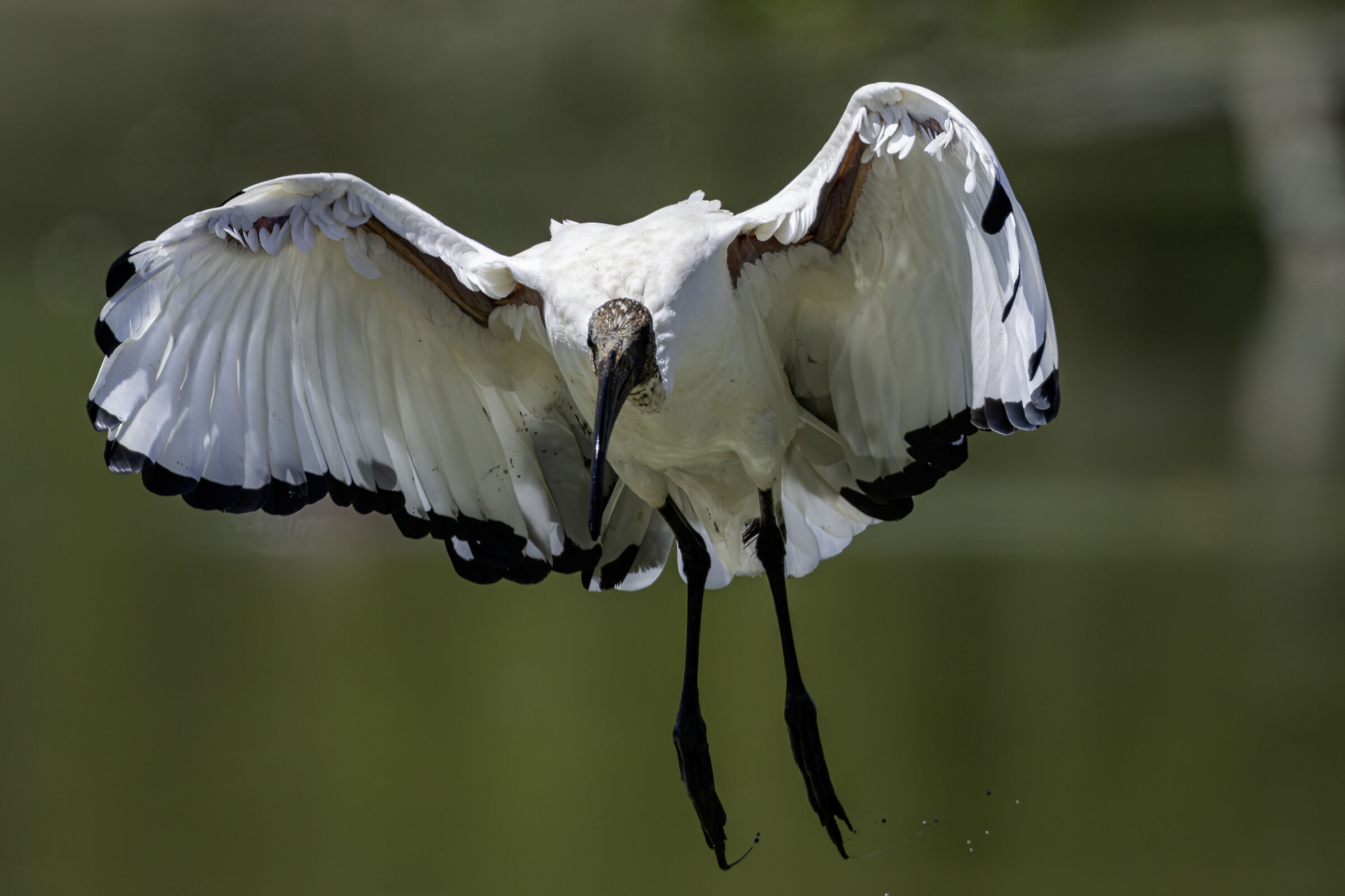 Landing 1