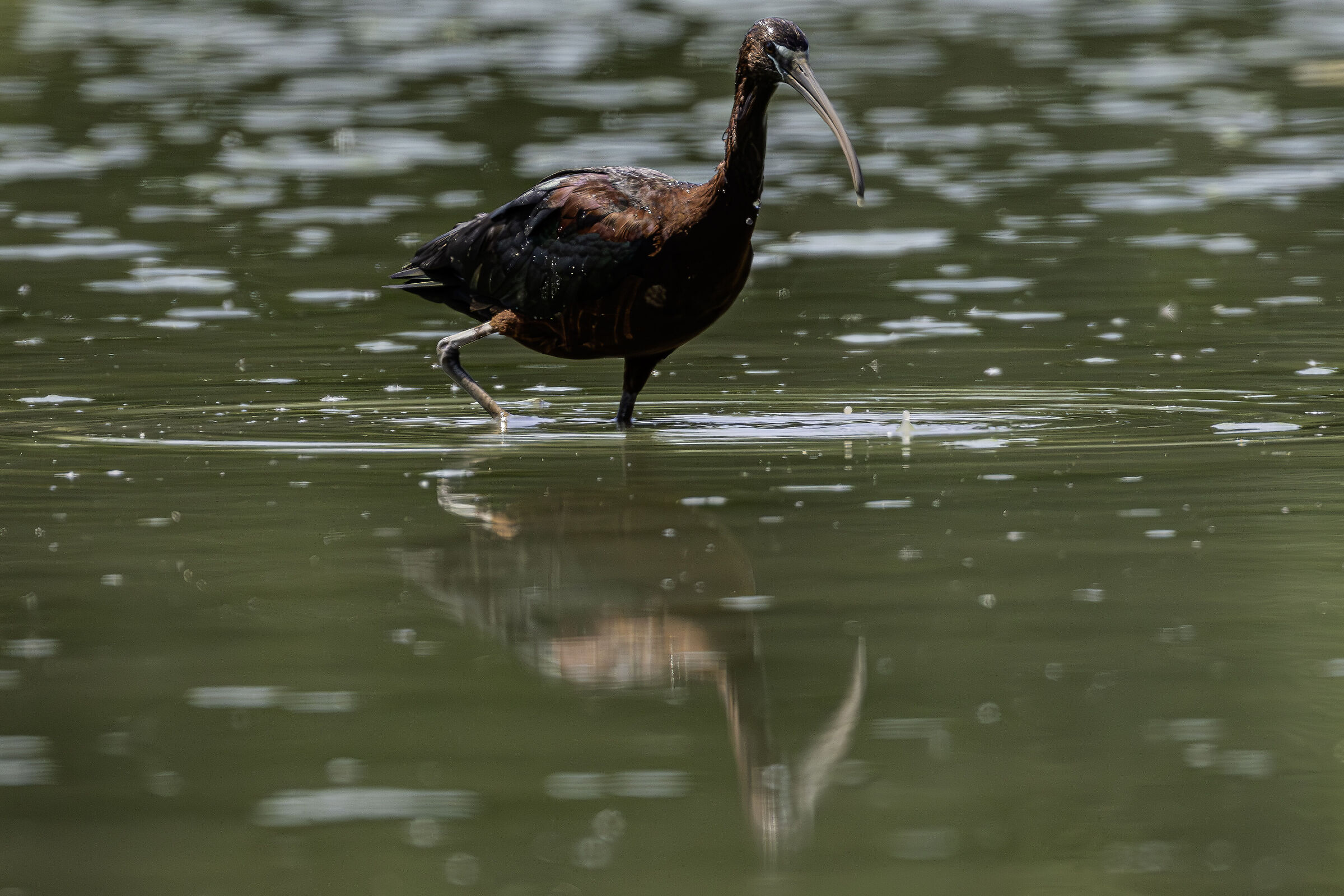 Glossy ibis