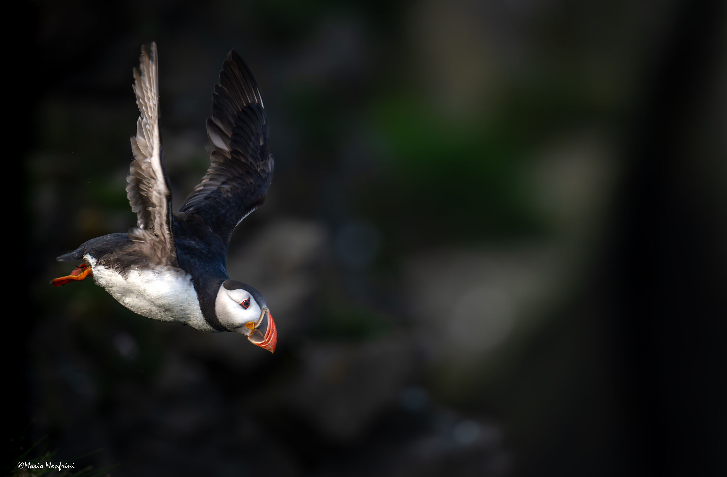 The puffin