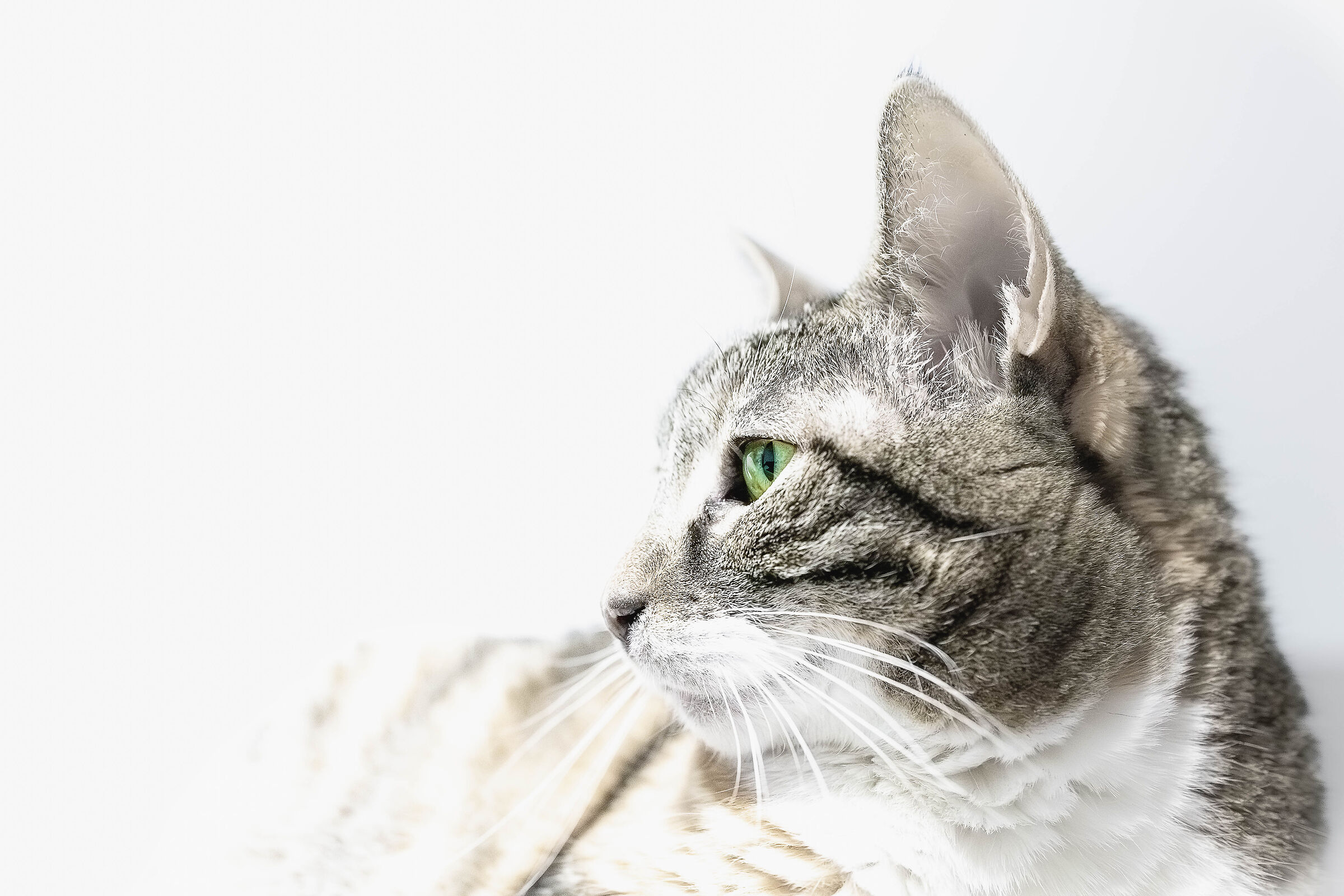 Ritratto a Simba, la micia piu' pigra del mondo!