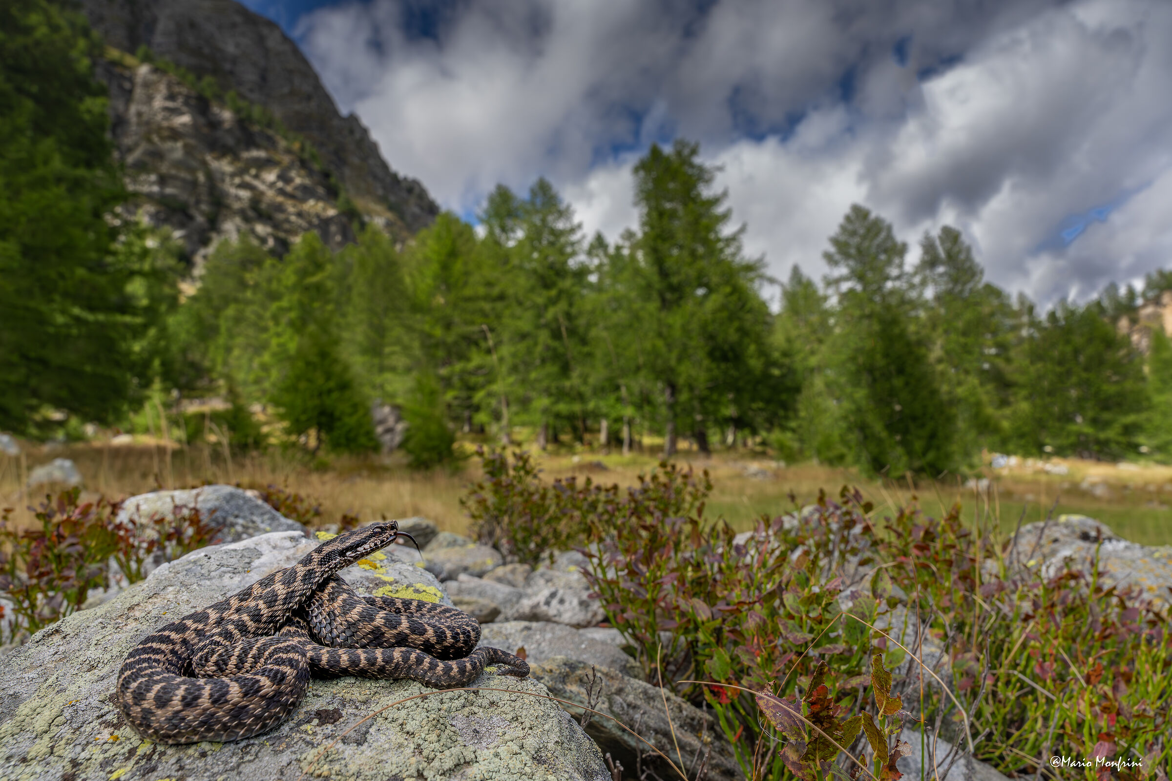 Vipera aspis aspis