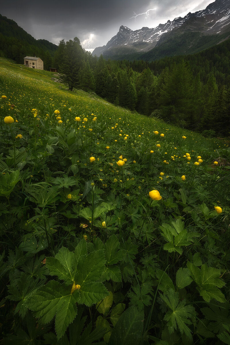 STEPS AHEAD OF THE STORM