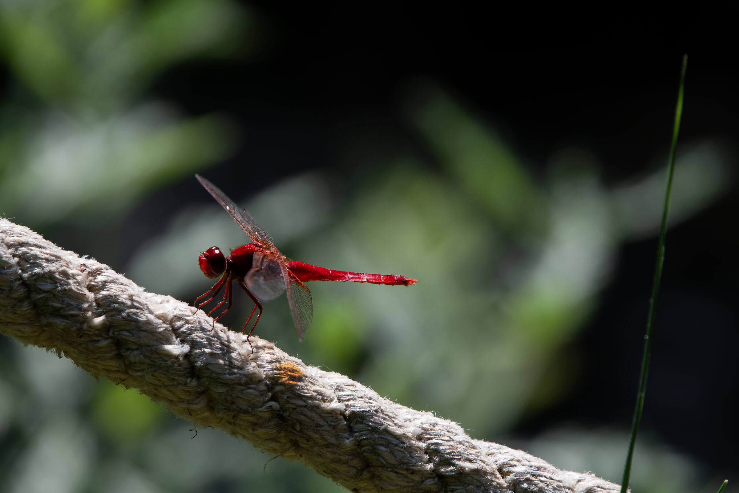 Dragonfly