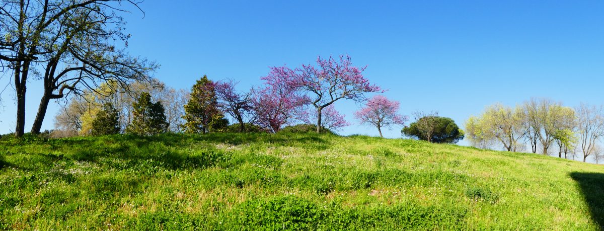 Alberi