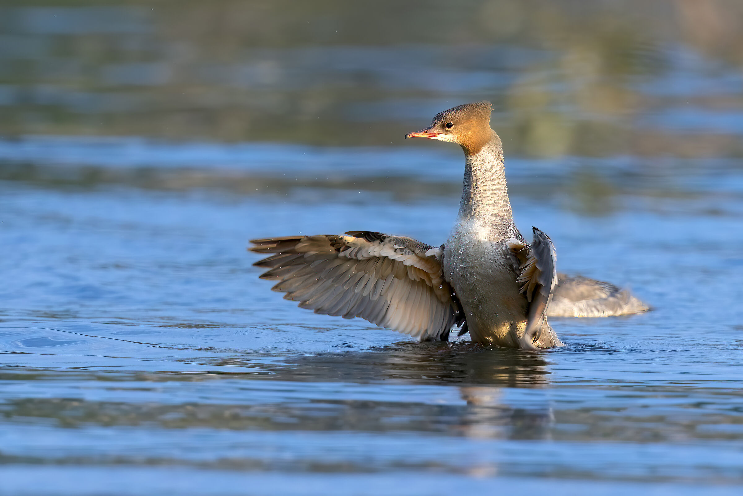 Mergus merganser (Smergo comune femmina)