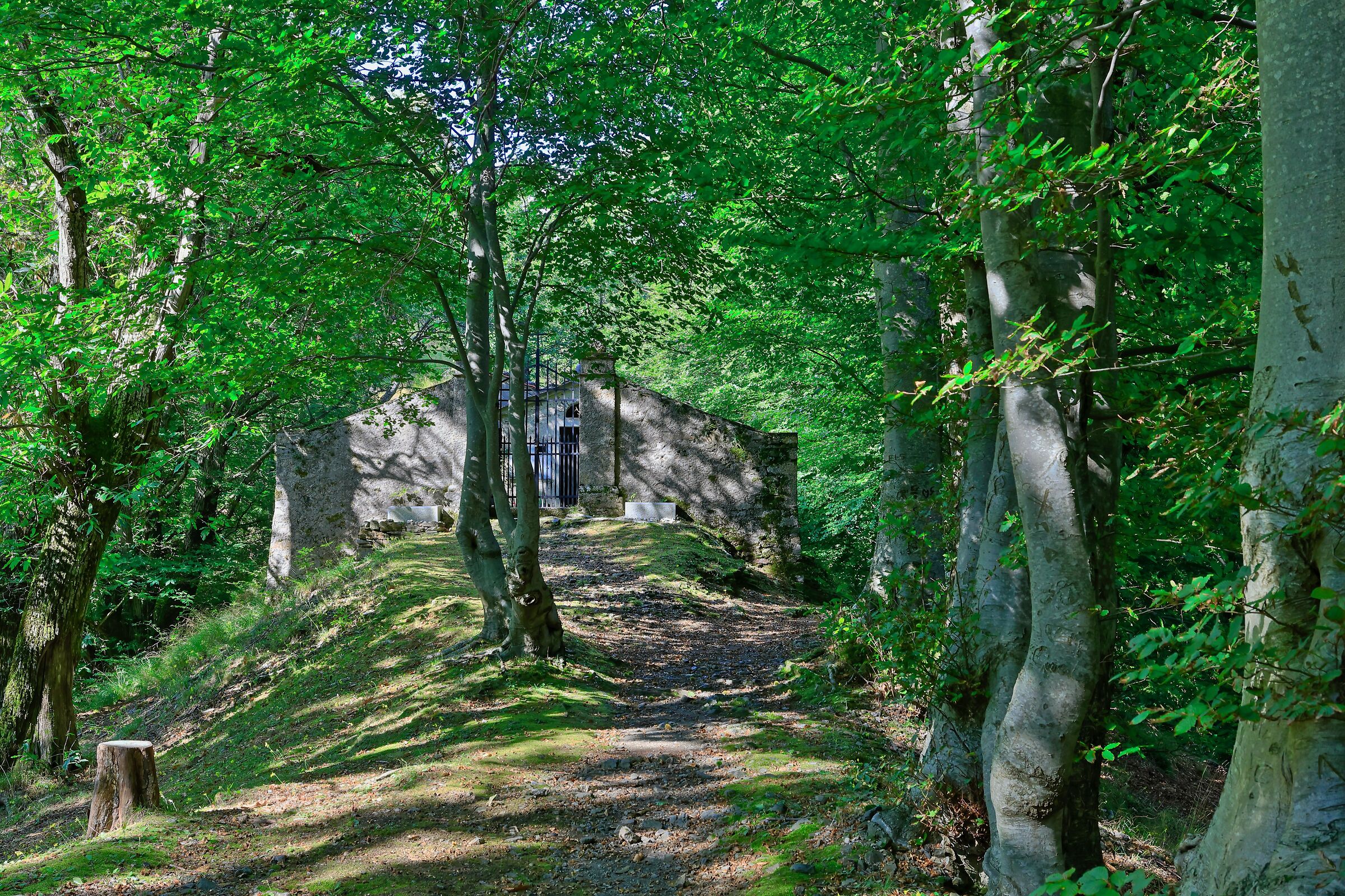 Nella pace di un bosco di faggi