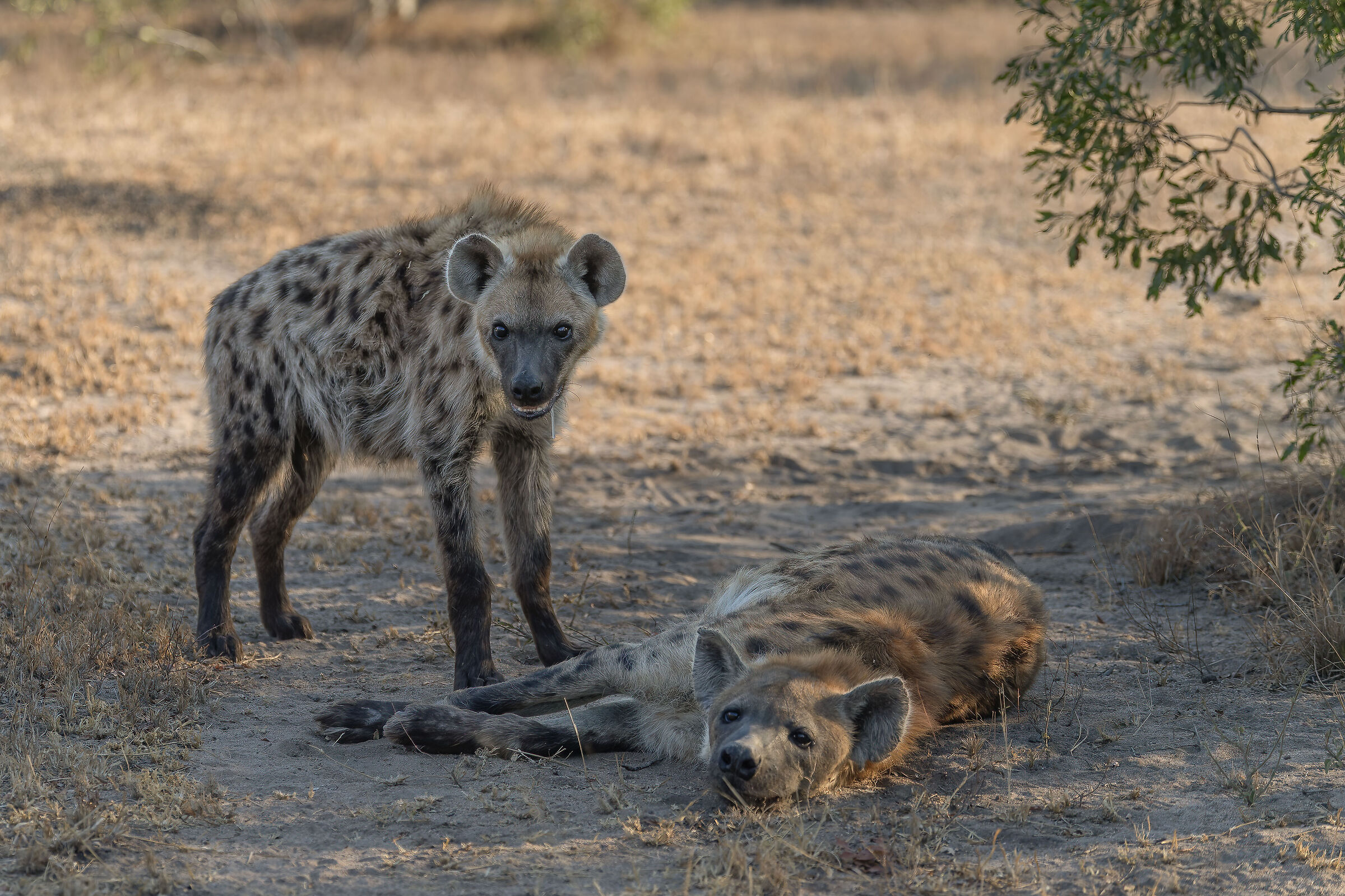 Hyena - Kruger National Park