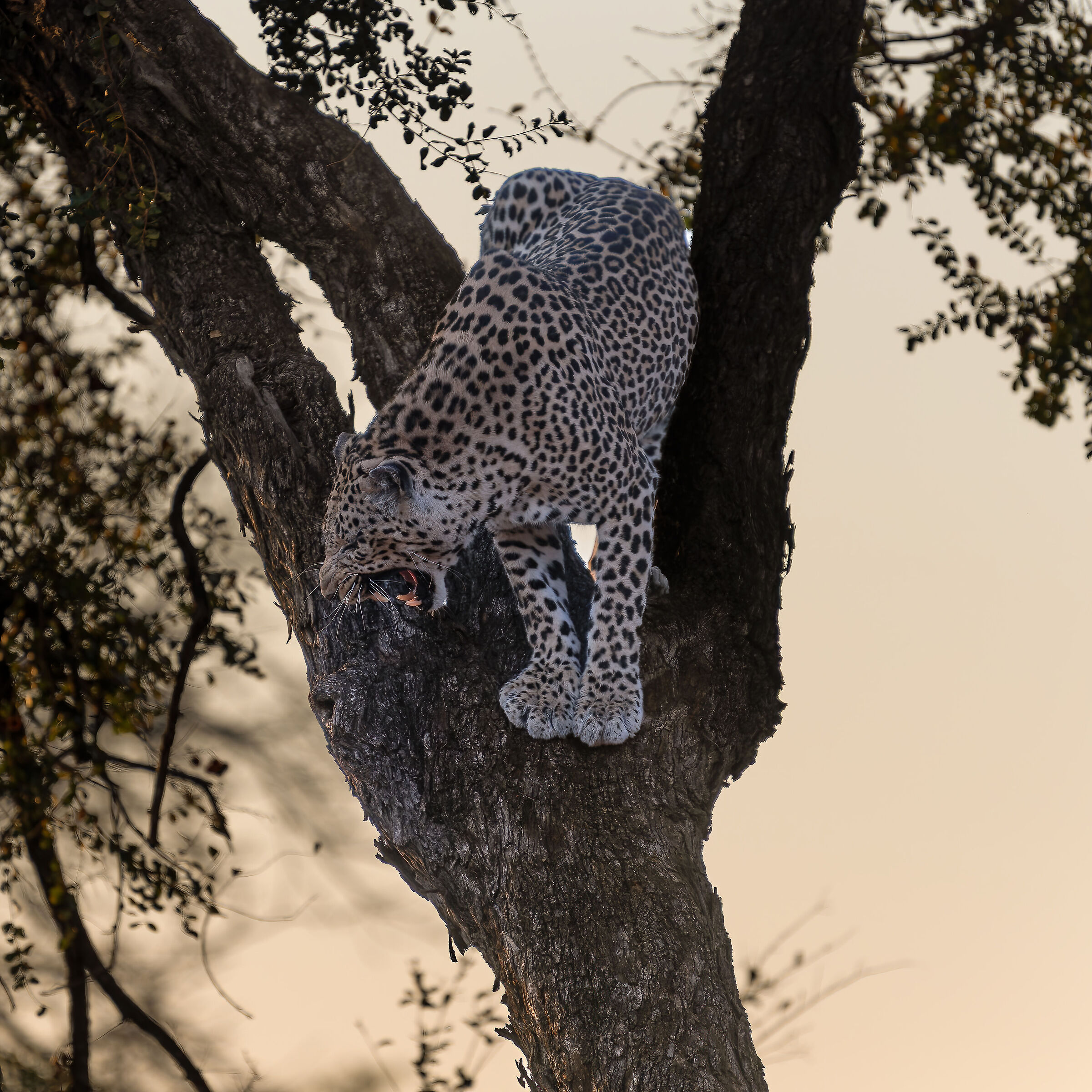 Leopard - Kruger National Park - South Africa