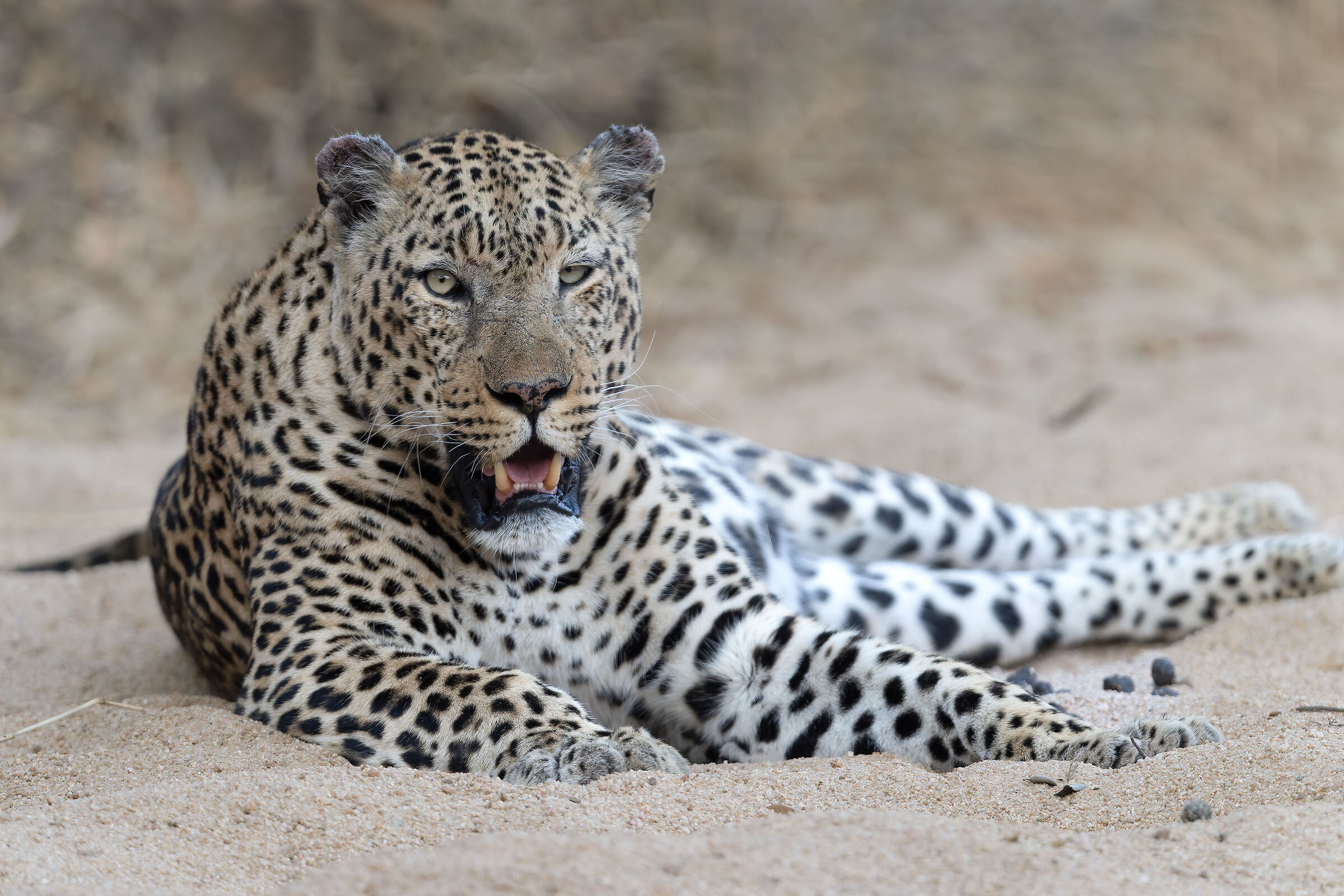 Leopard - Kruger National Park - South Africa