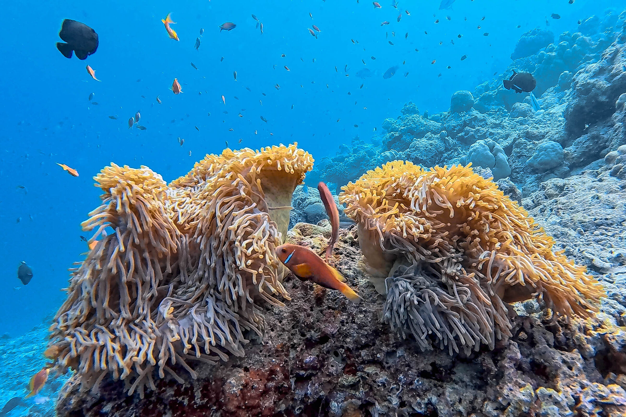 nemo nel suo rifugio