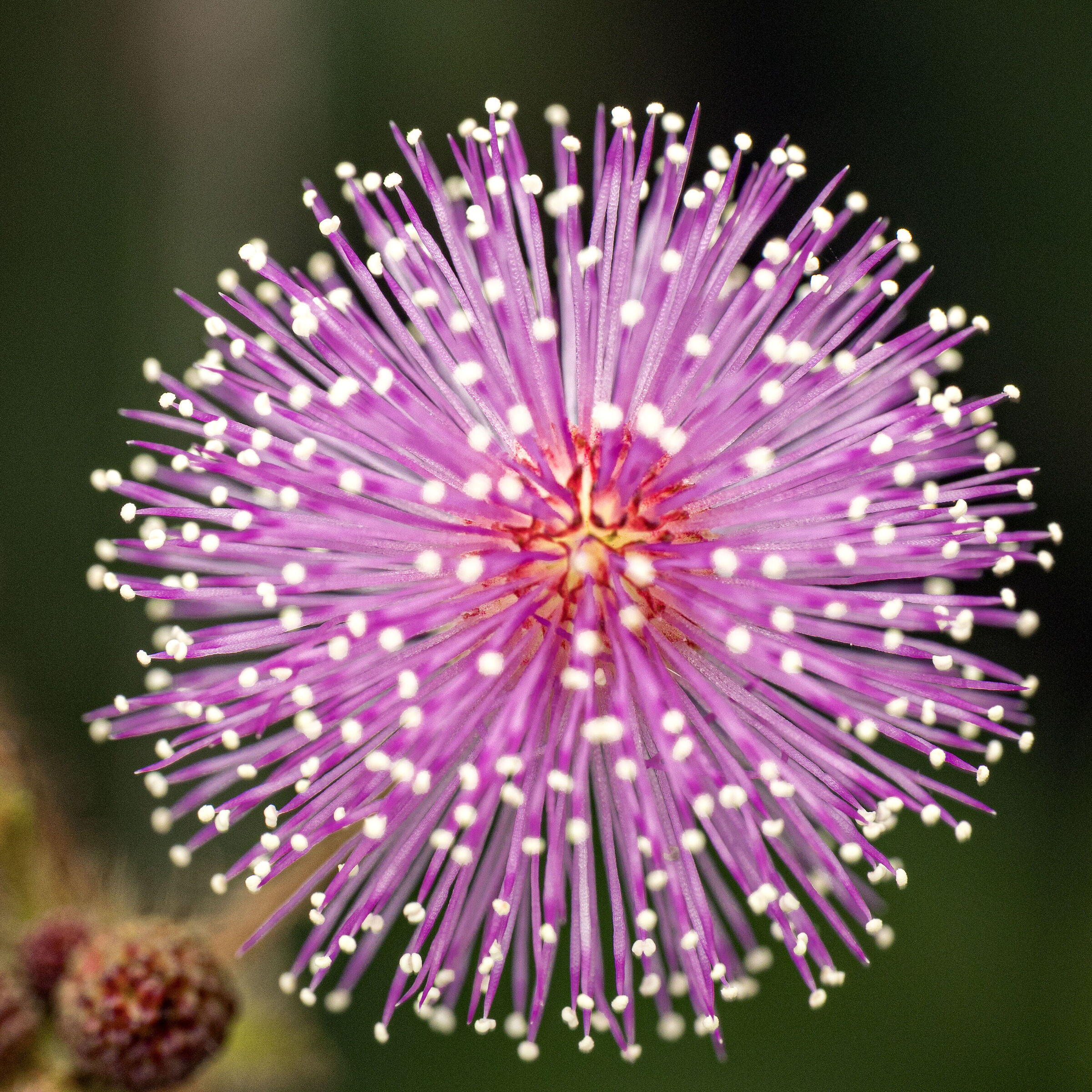 I fuochi d'artificio della natura