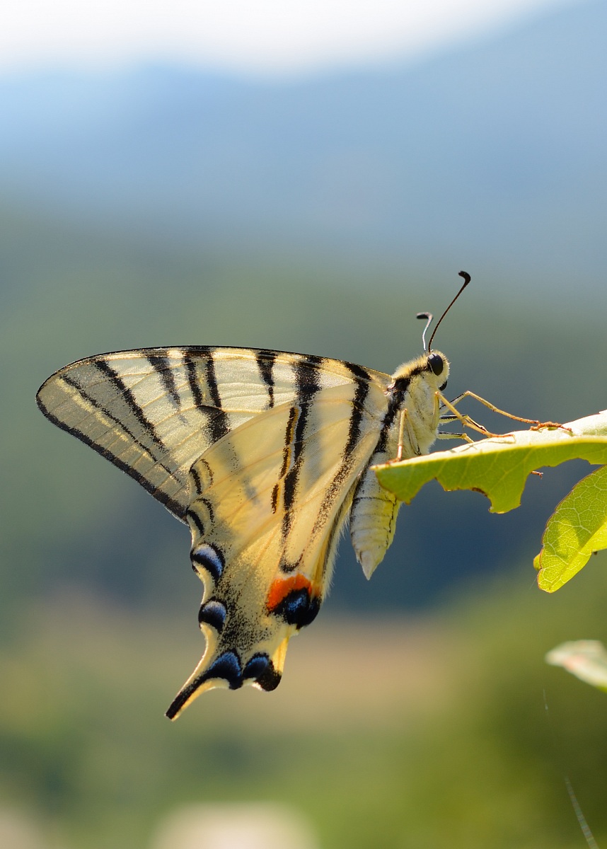 podalirio - ritaglio