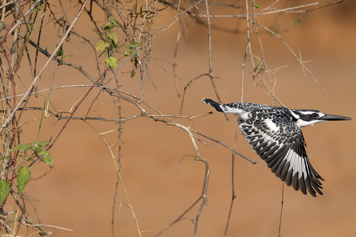 Black and white kingfisher