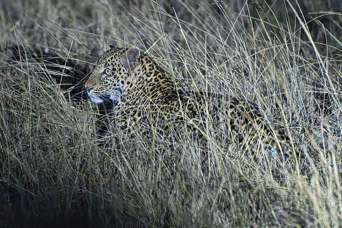 Leopard