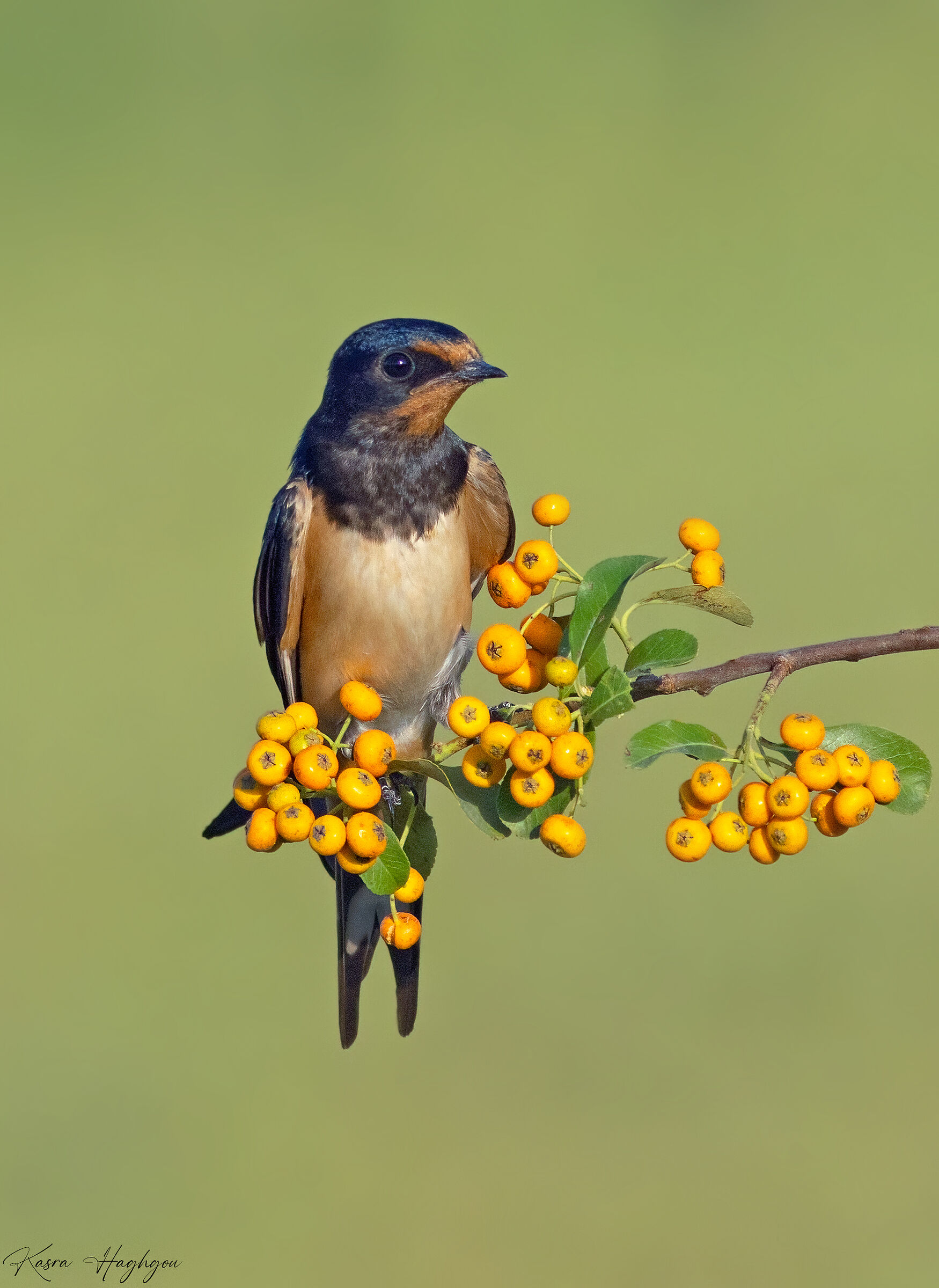 Barn Swallow