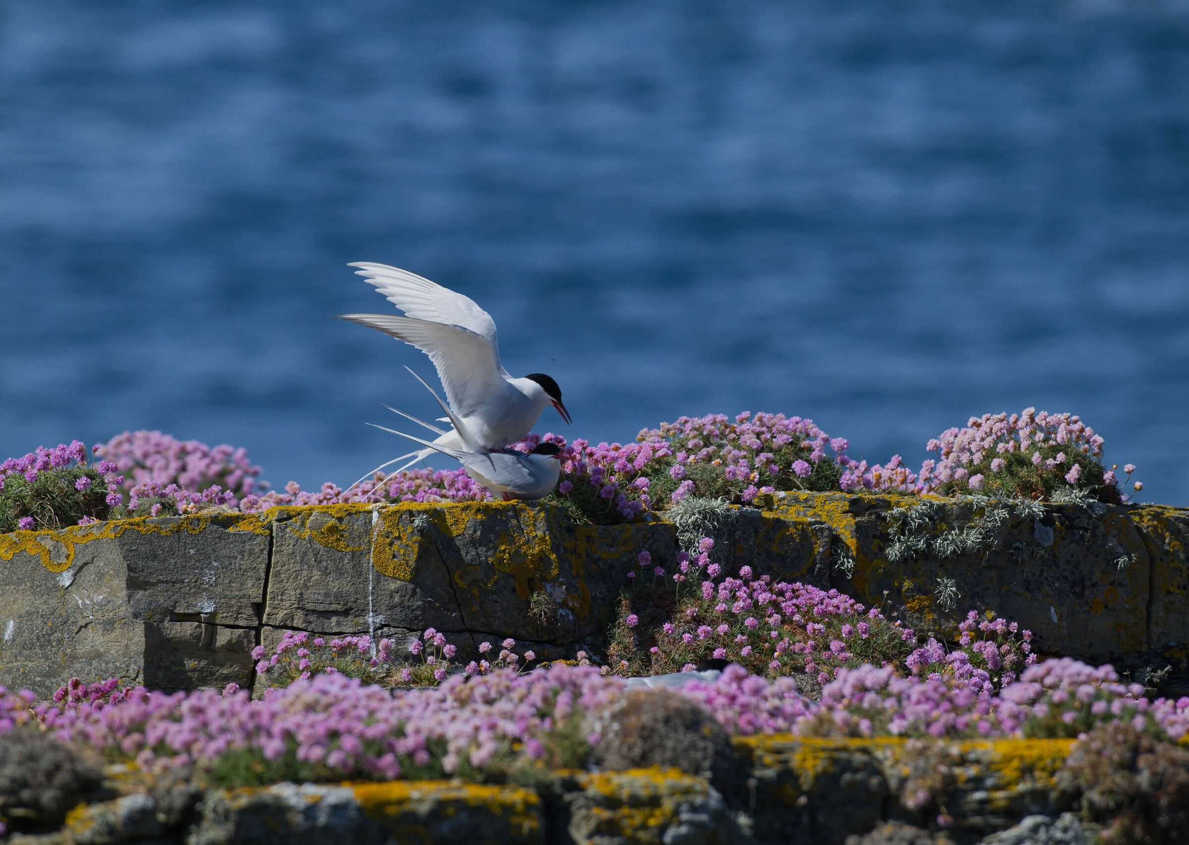 Sterne codalunga (Sterna paradisaea)