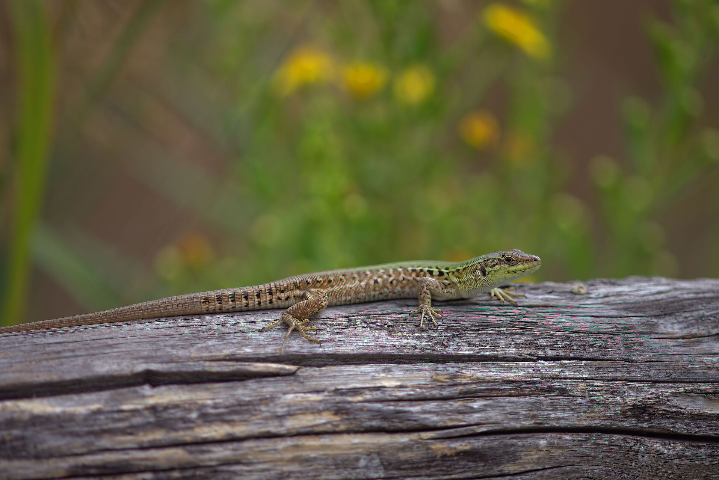 Lucertola campestre
