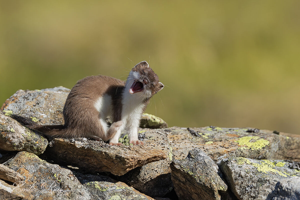 Ermine