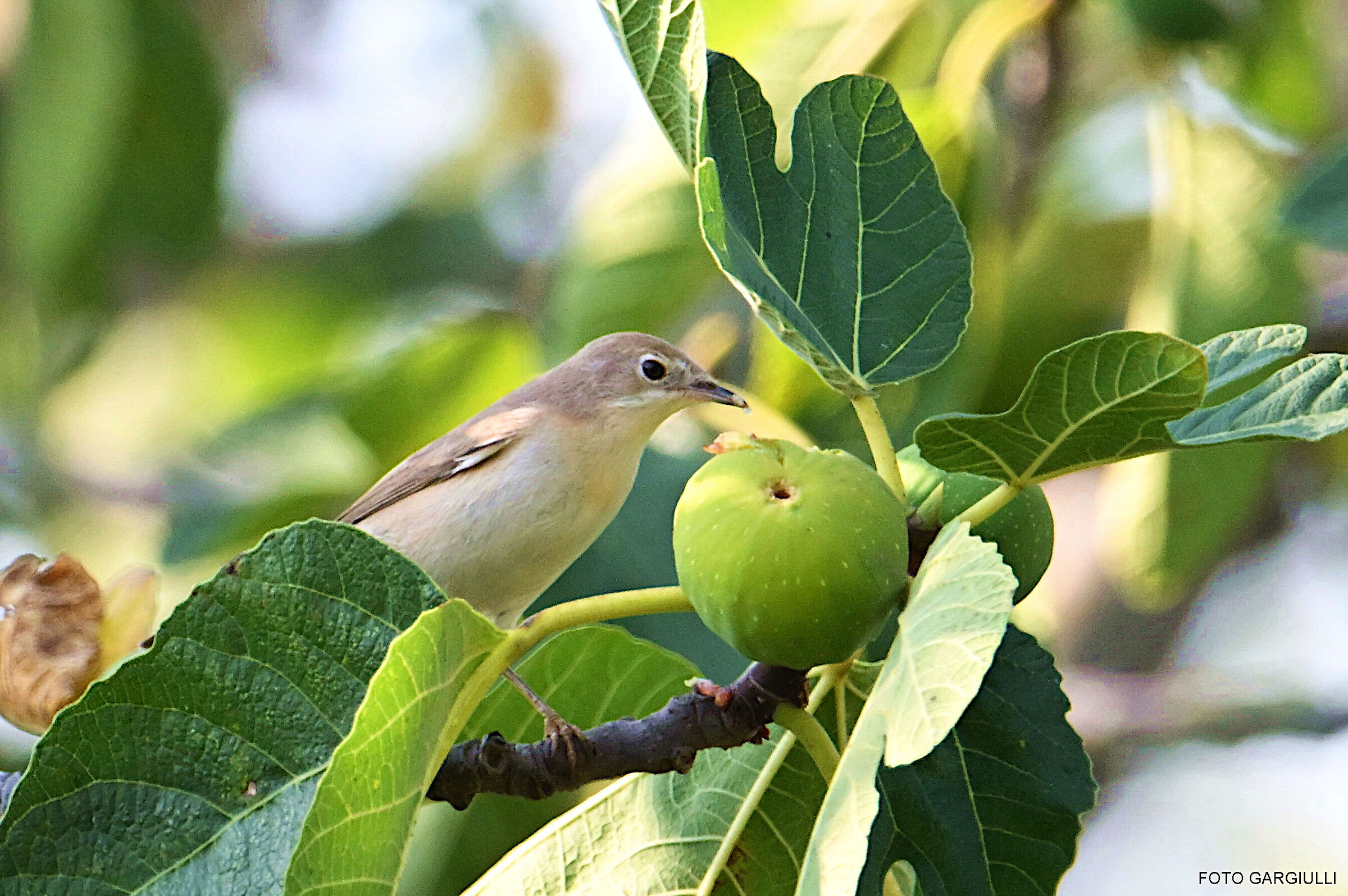 Garden warbler