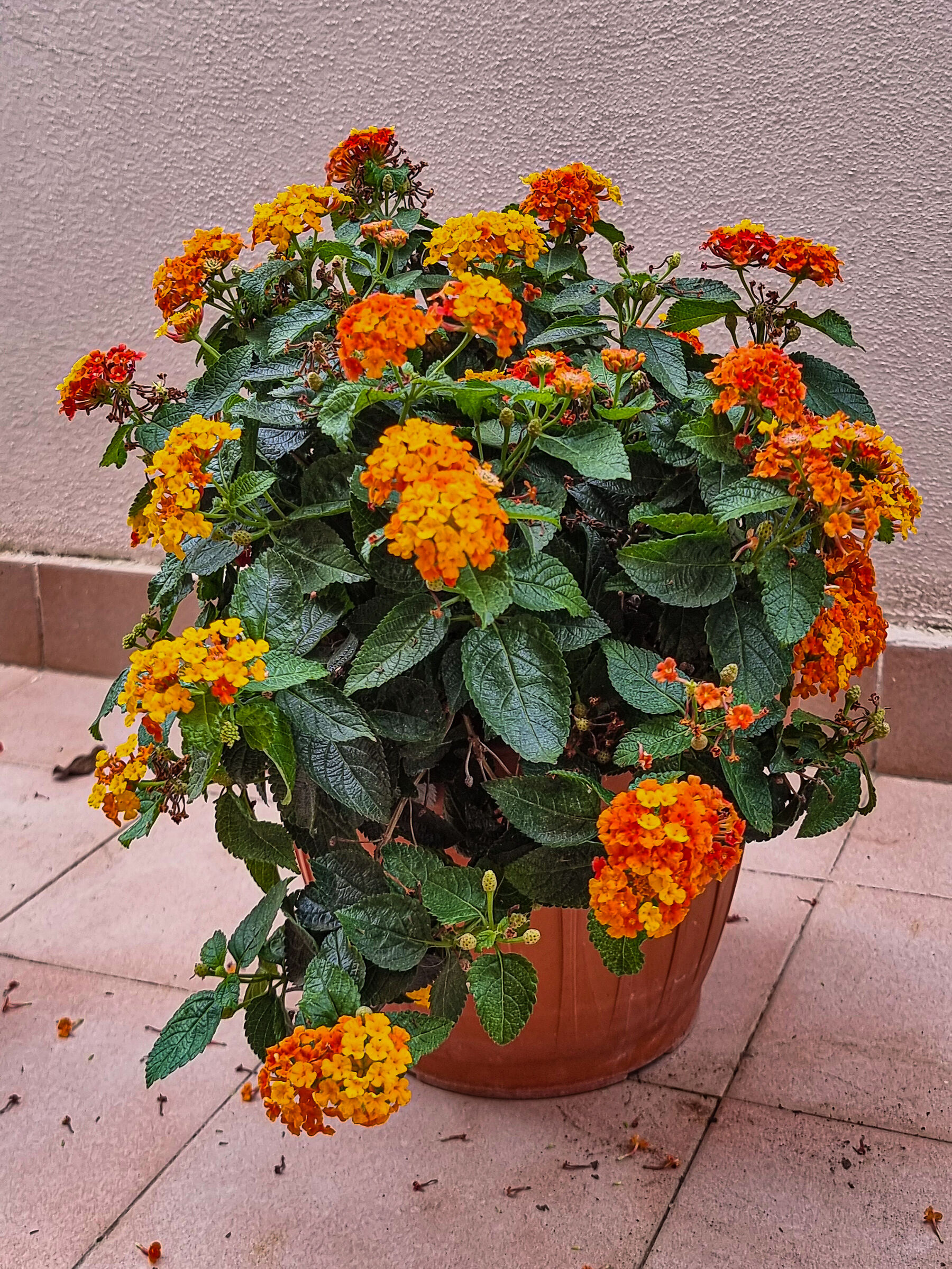 Lantana camara