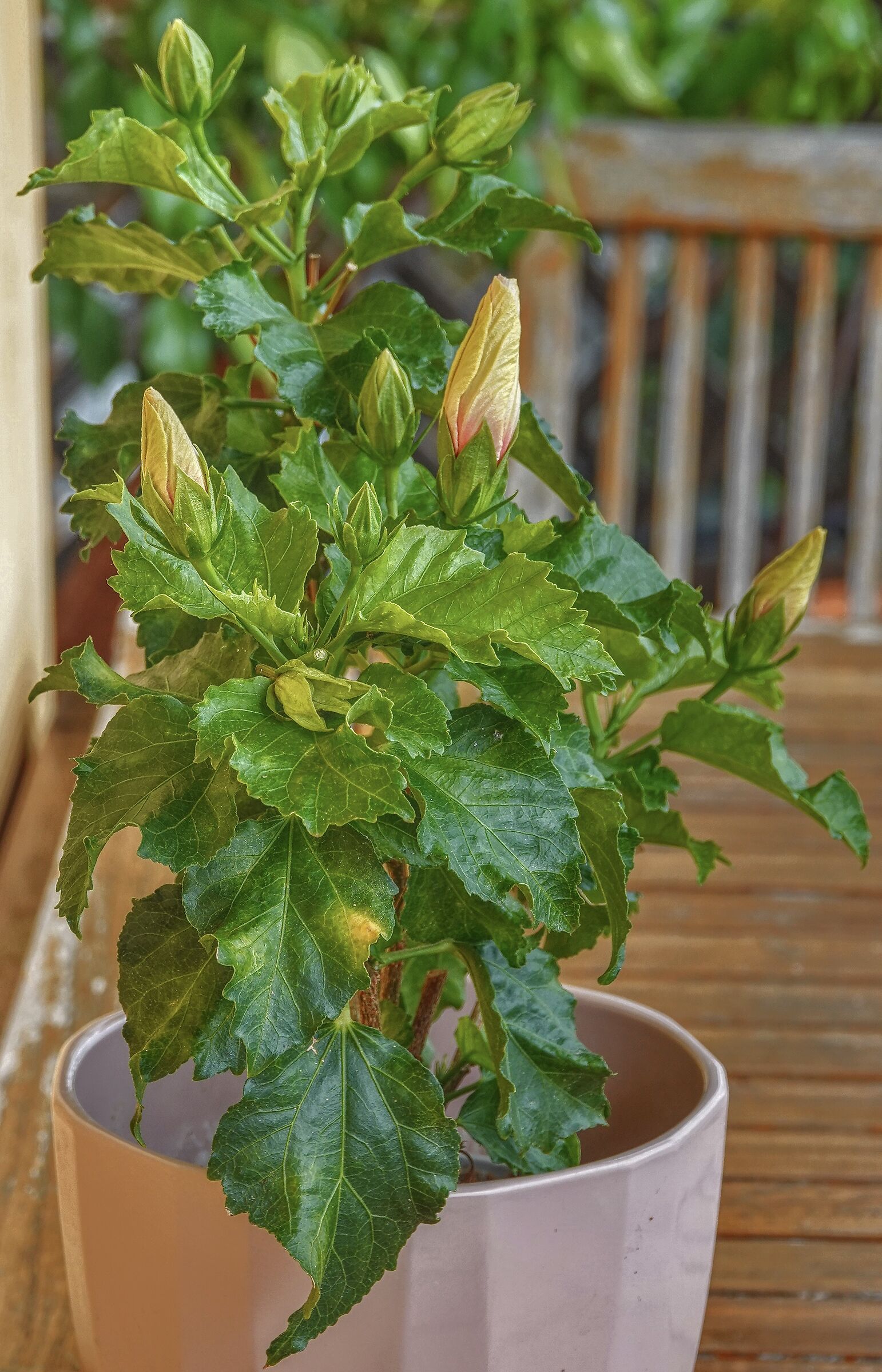Hibiscus
