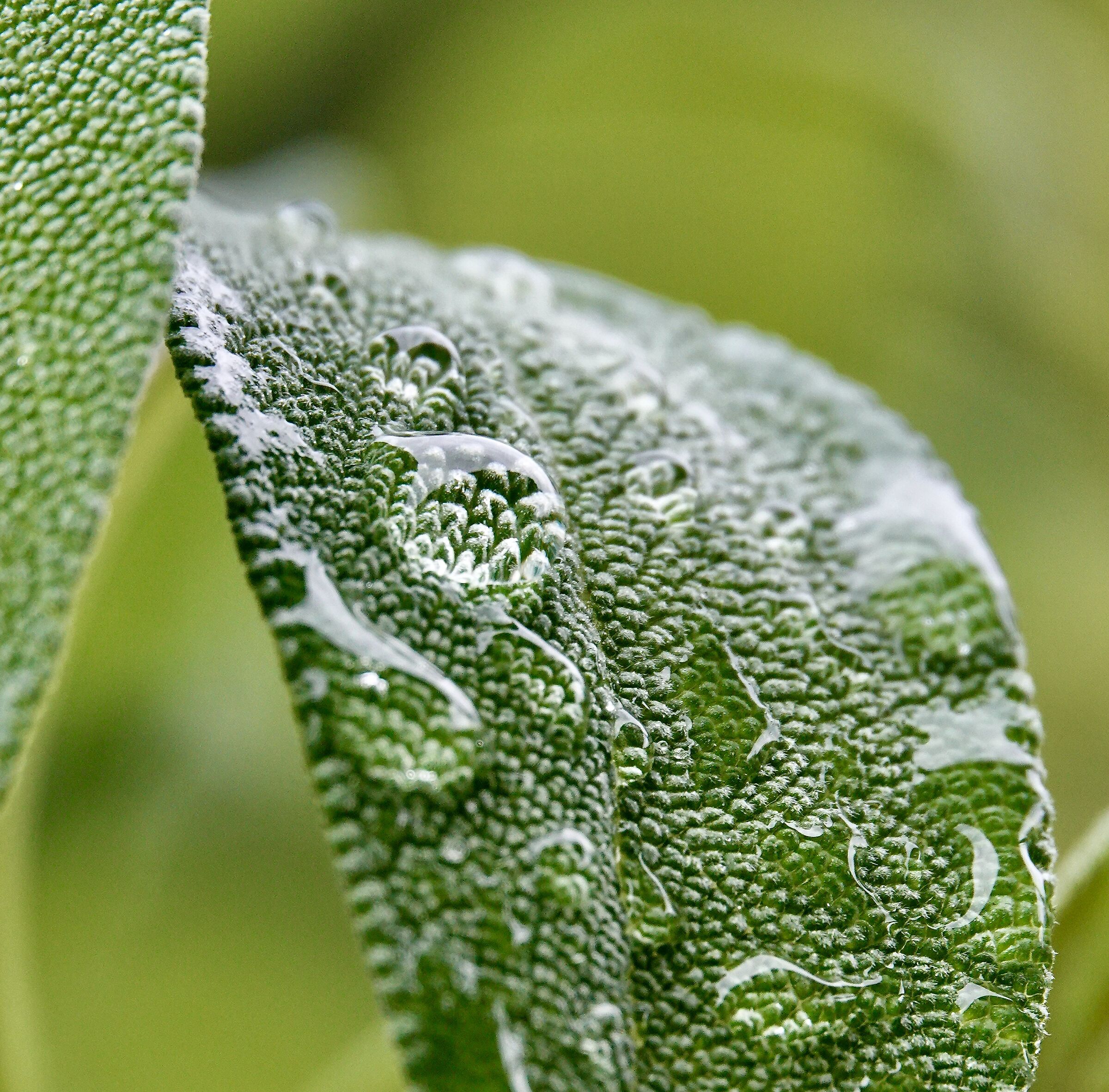 Raindrops