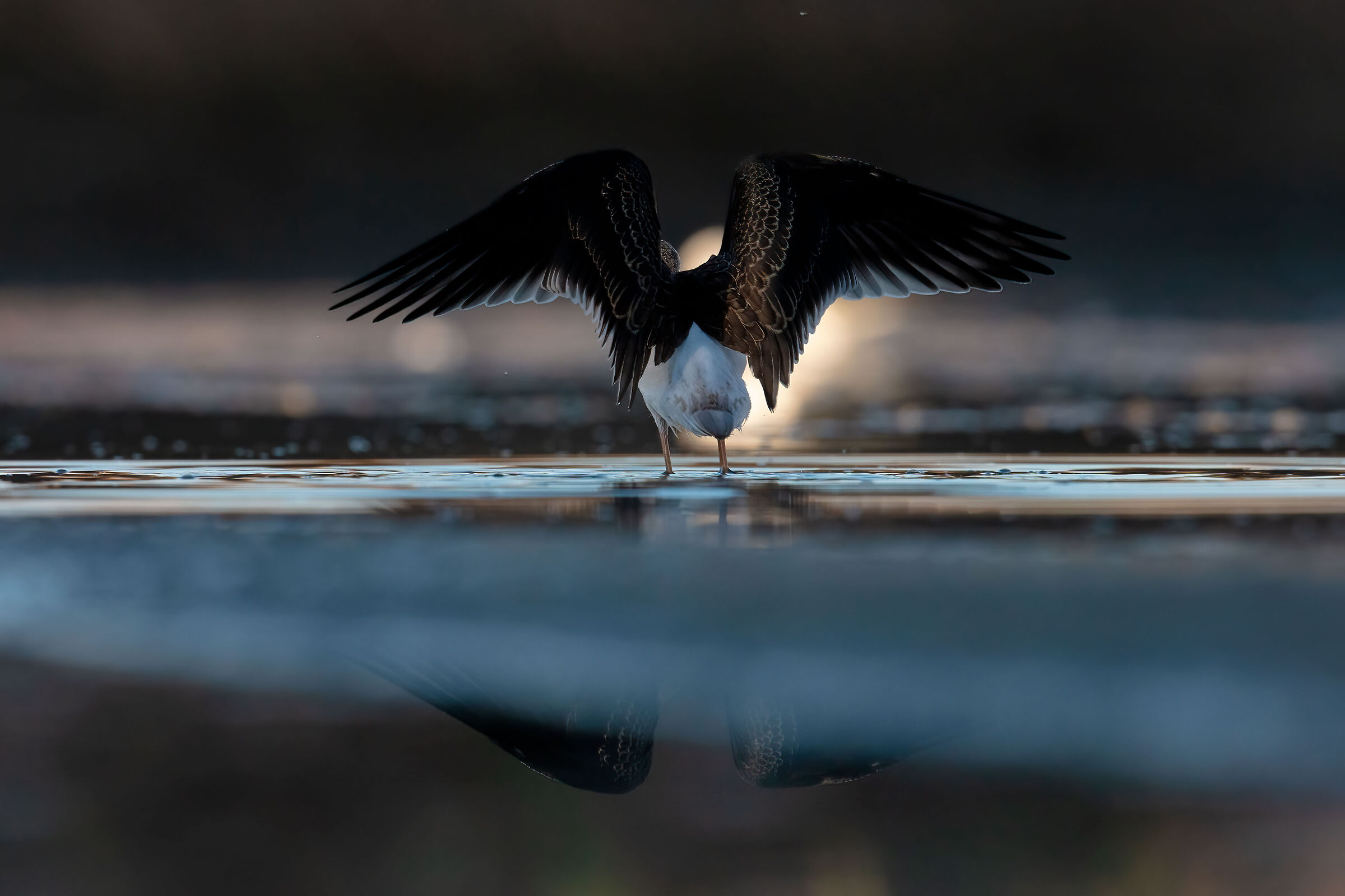 Sorry... the shoulders