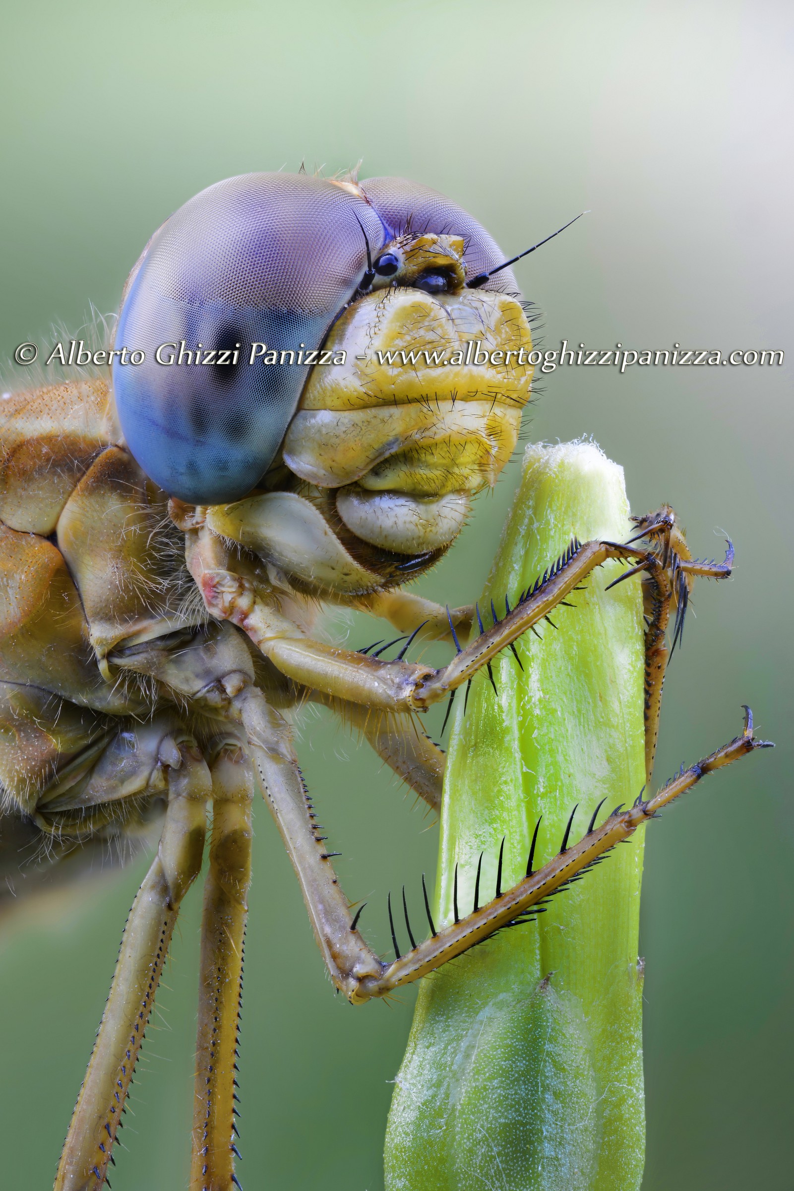 Profilo di Libellula