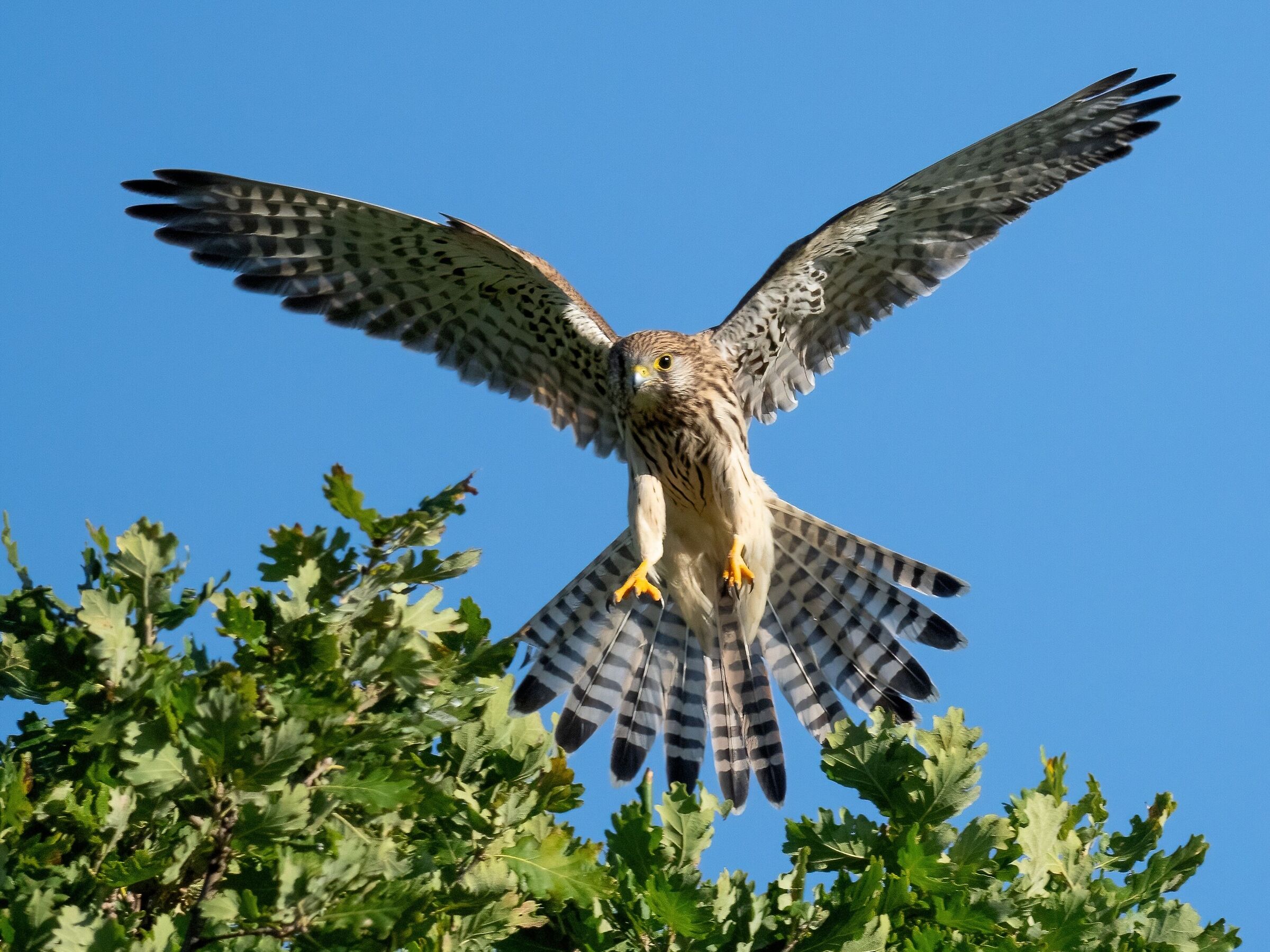 Gheppio (Falco tinnunculus)