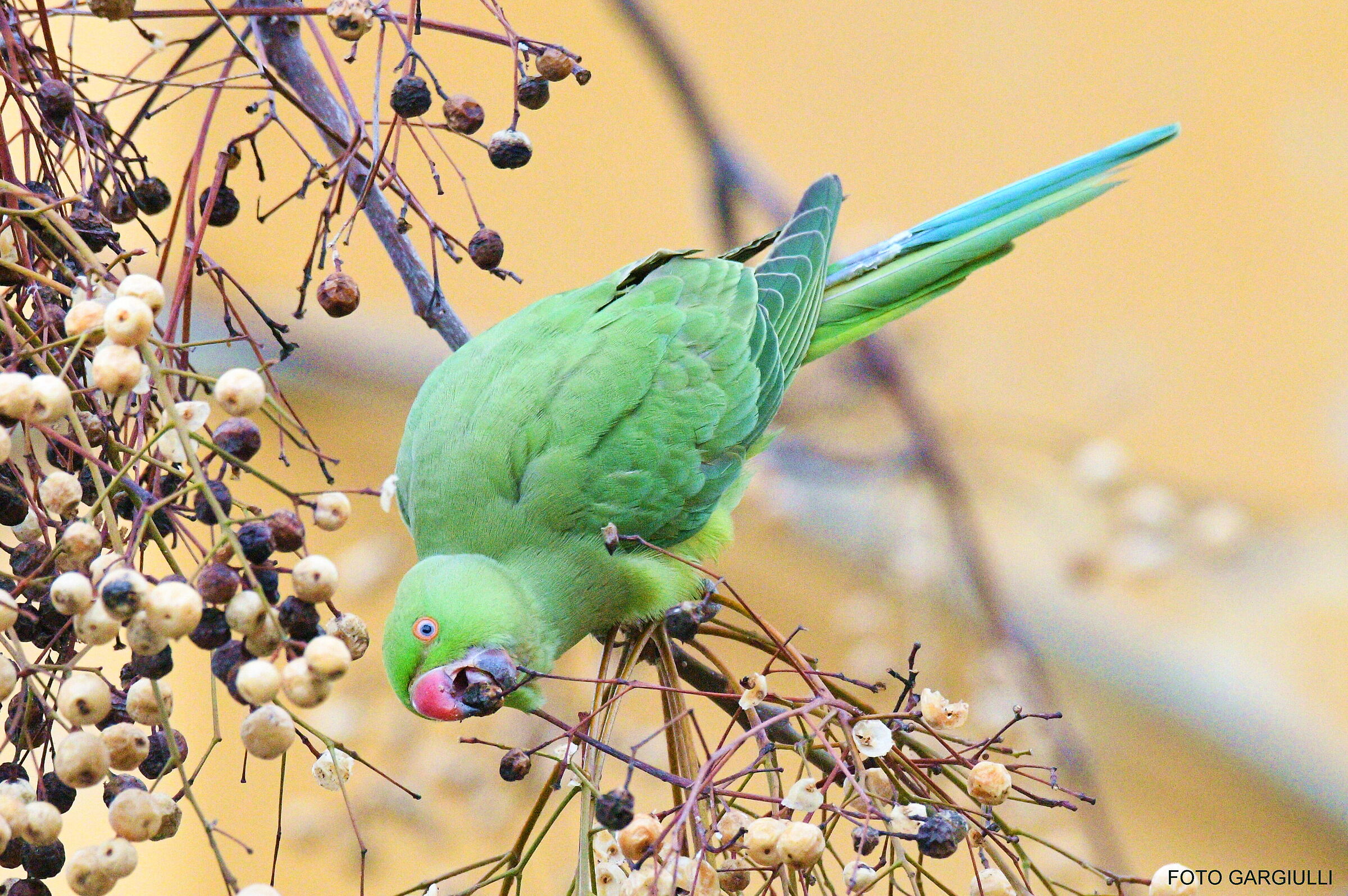 Collared parakeet