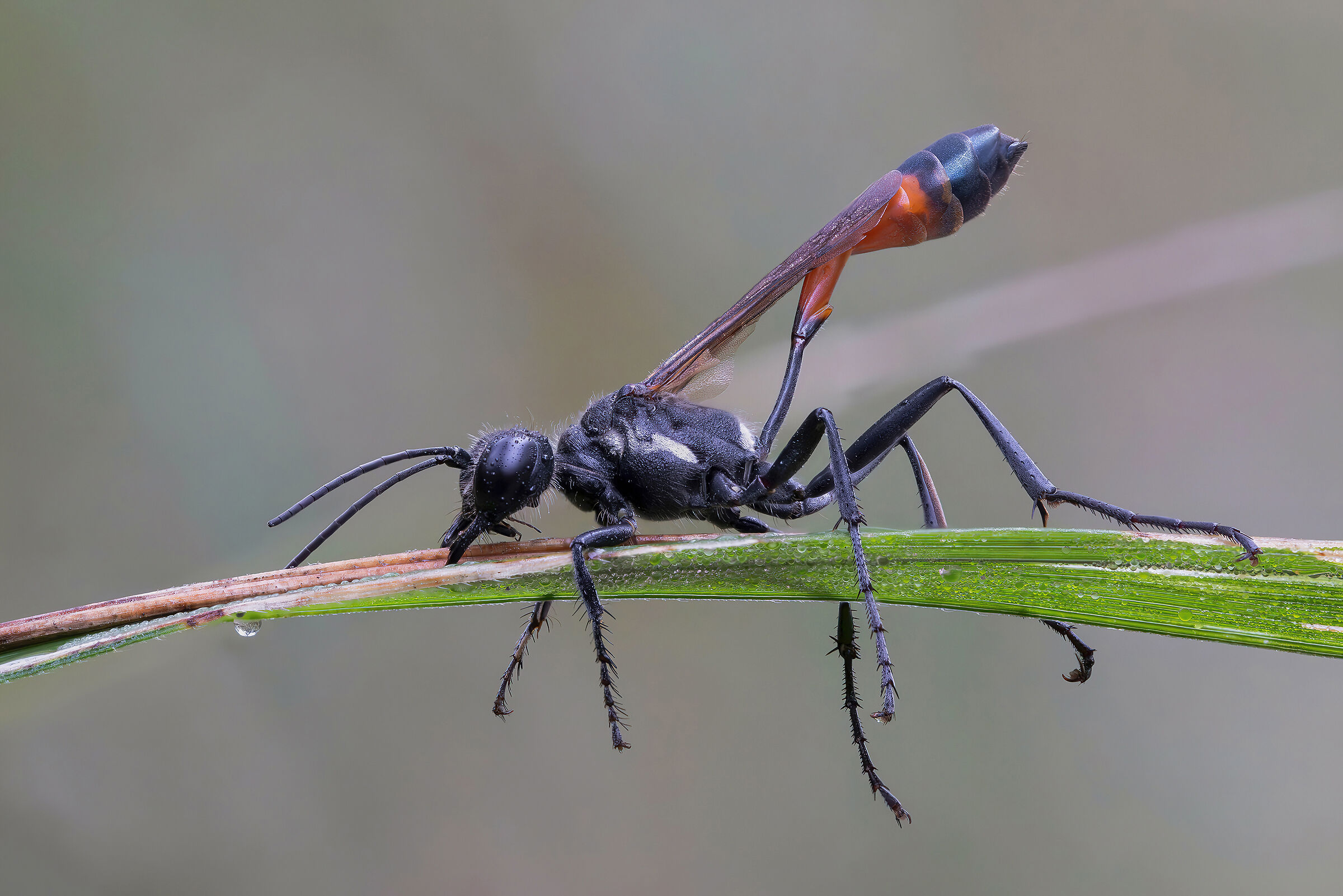 Ammophila sabulosa