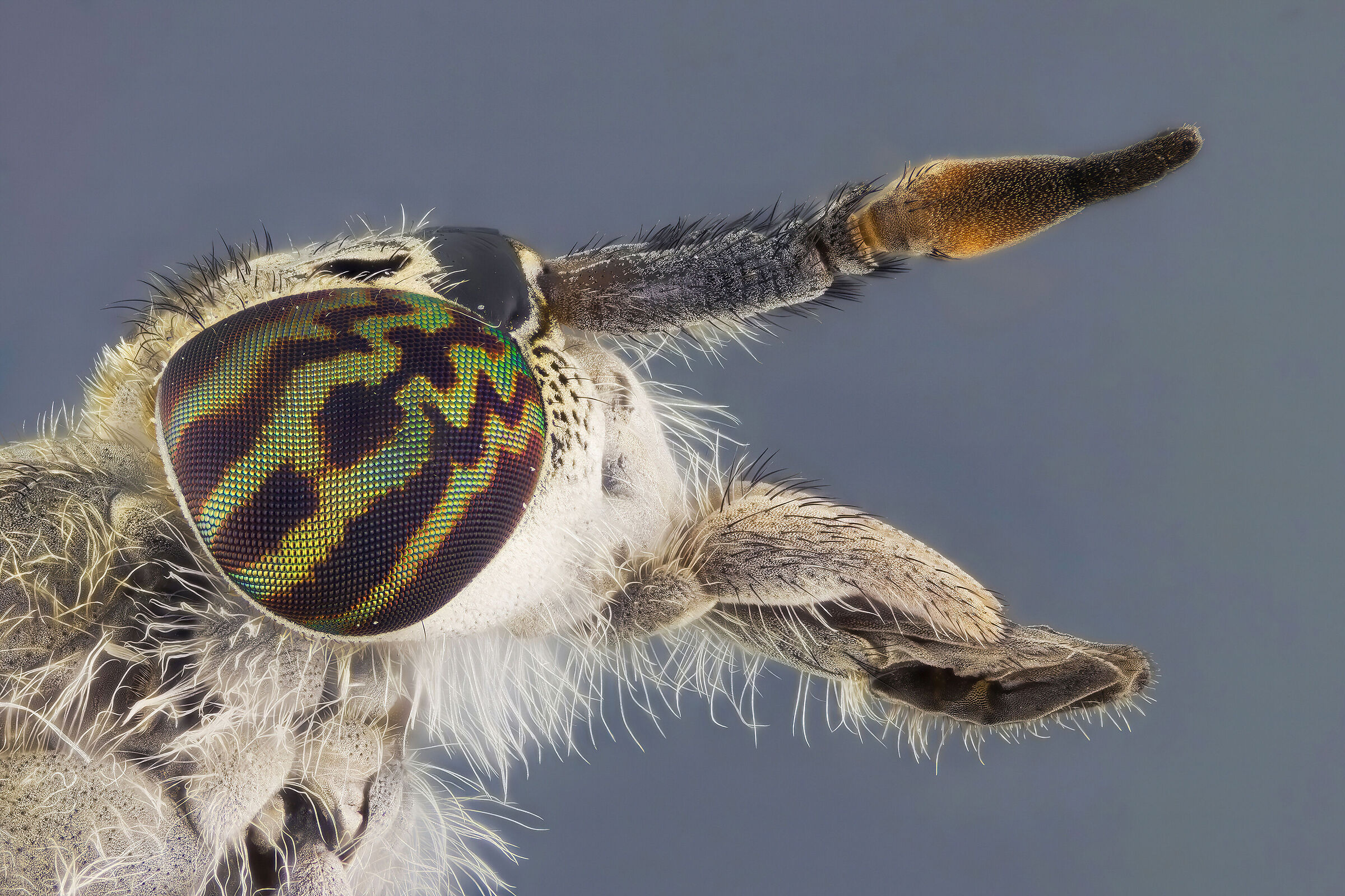 Haematopota pluvialis