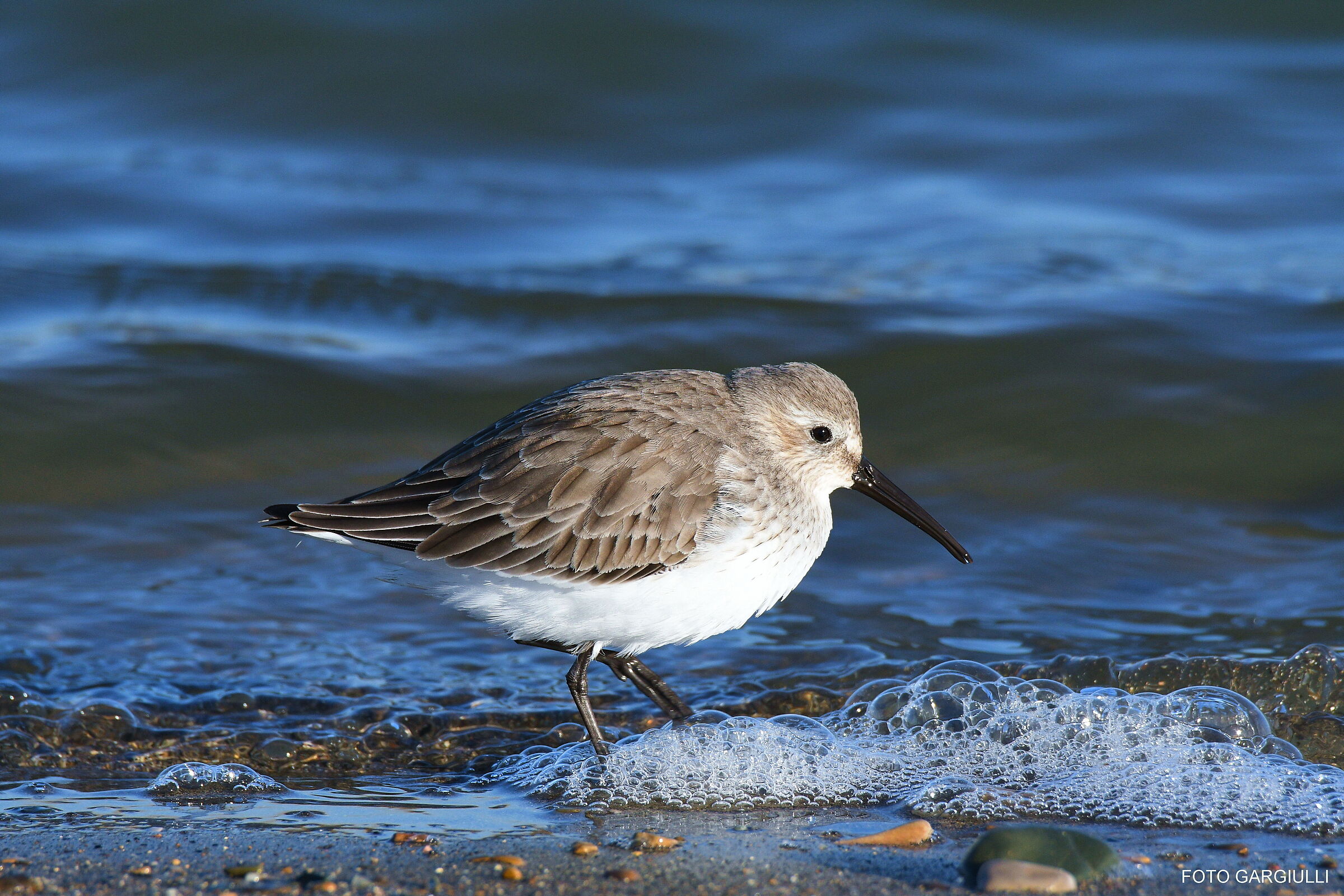 Curlew sandpiper