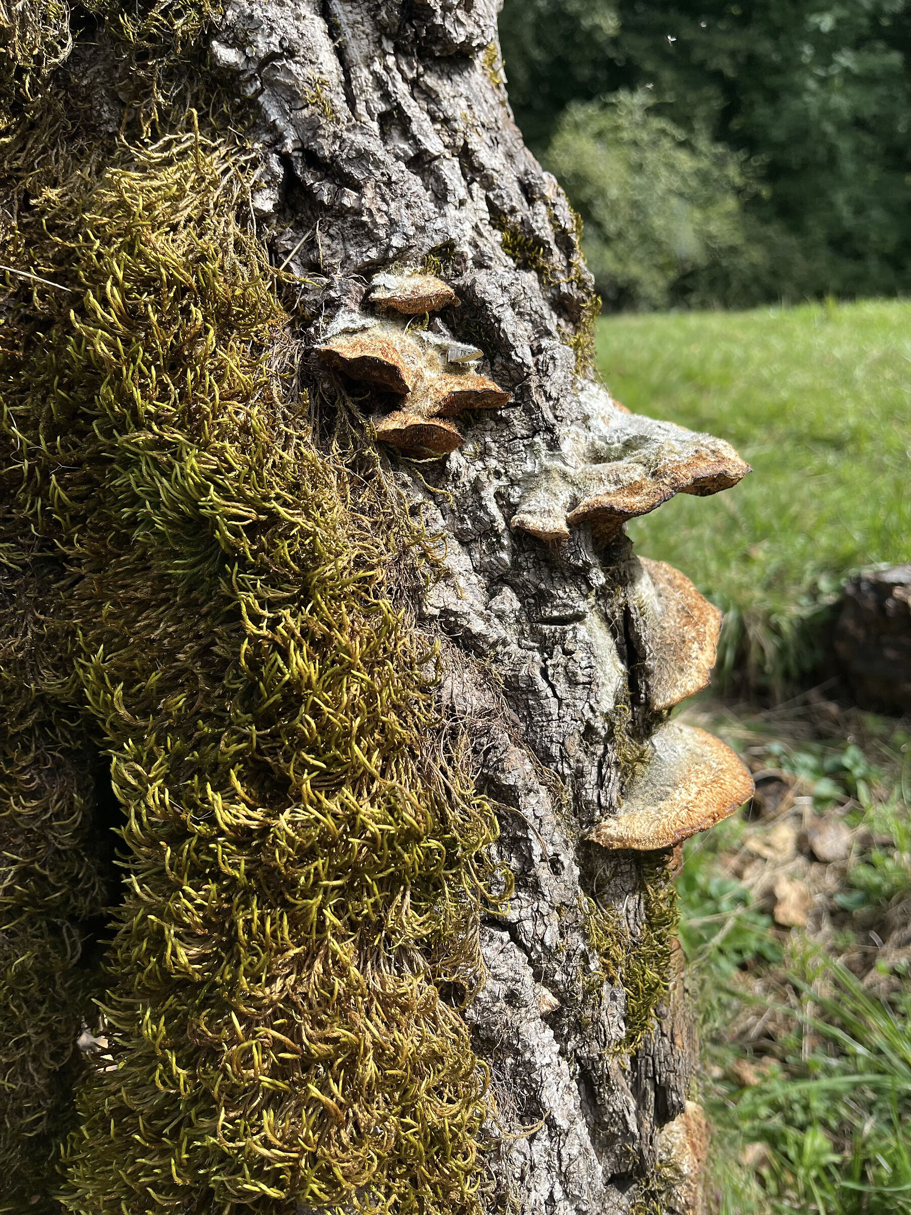 A fairytale character on the mountain of Montoi?