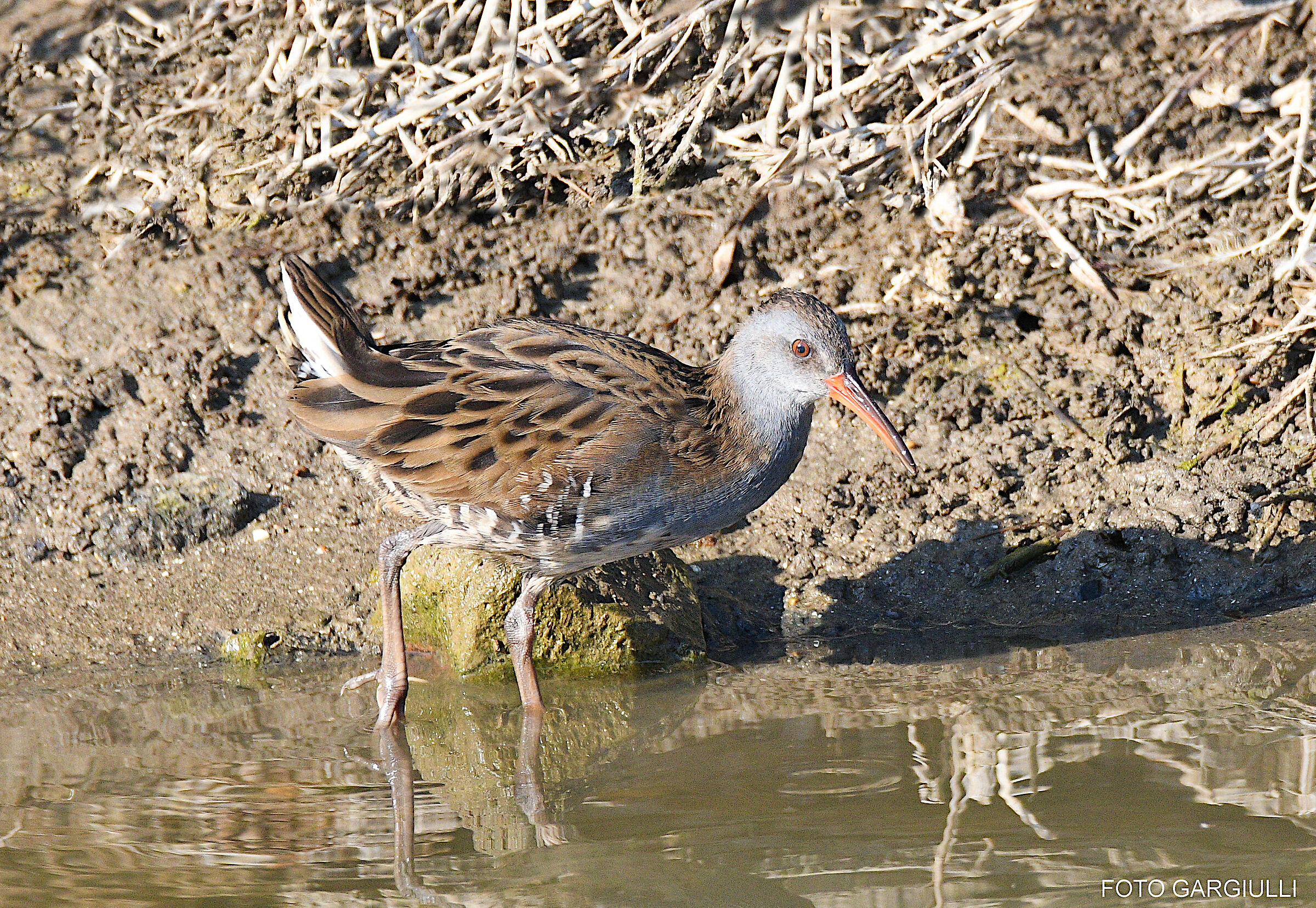 Water rail