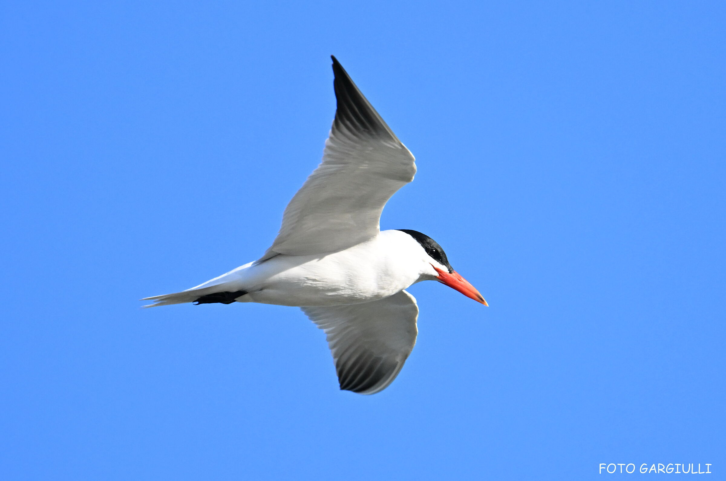 Tern