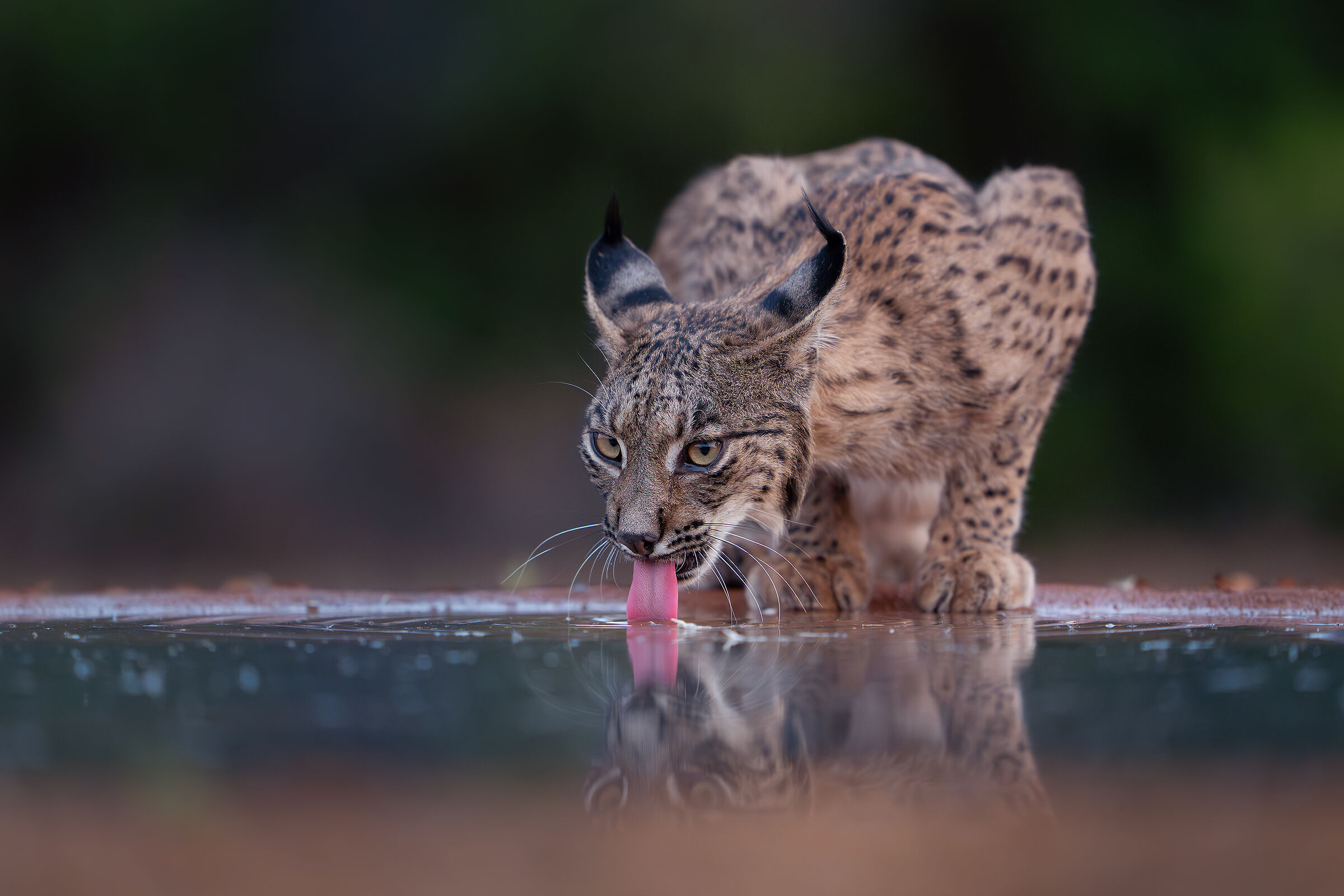 Reflex Iberian Lynx