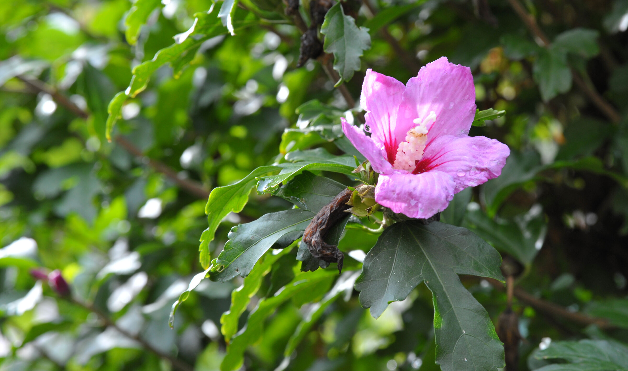 Flora bagnata
