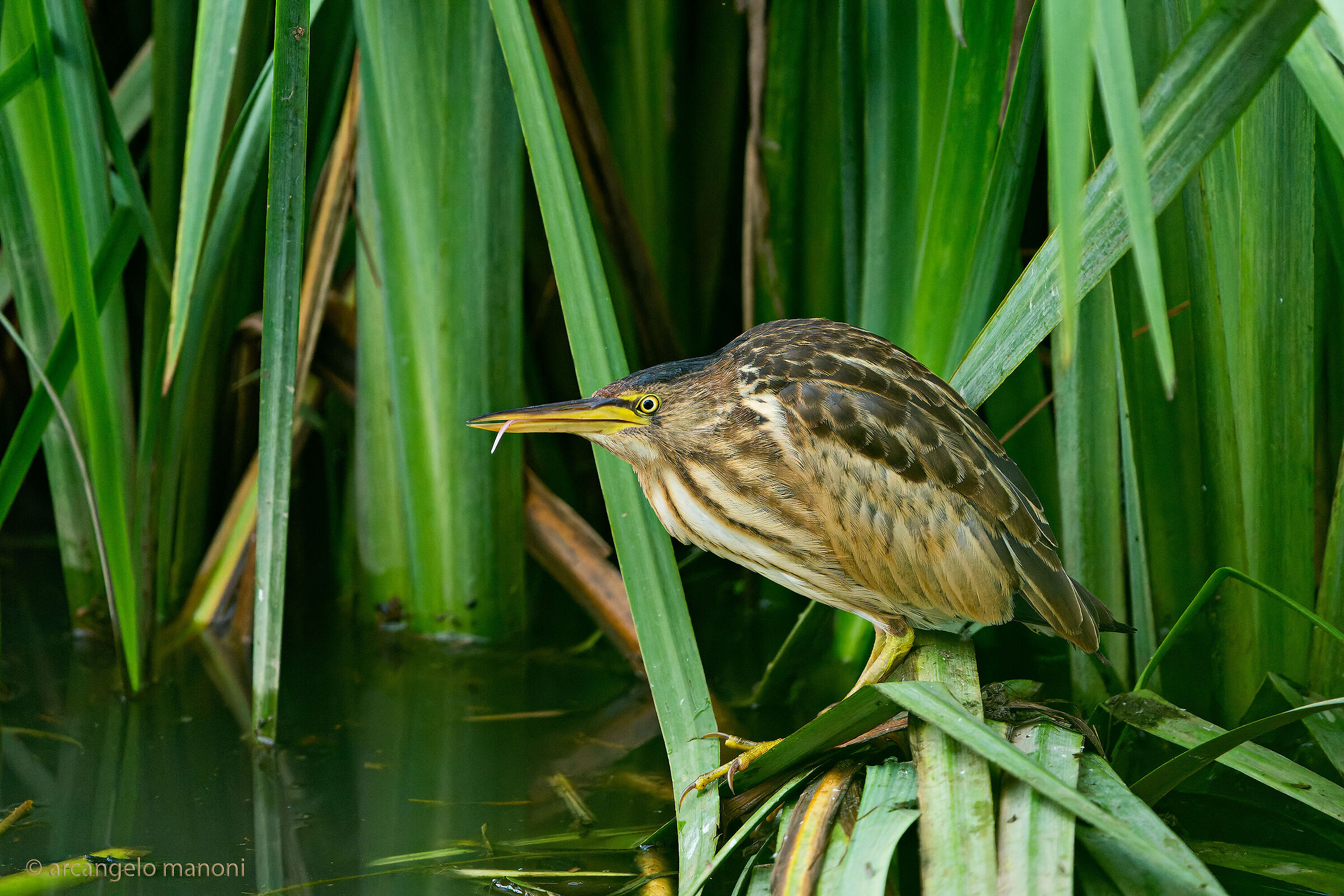 Tarabusino che si lecca i baffi