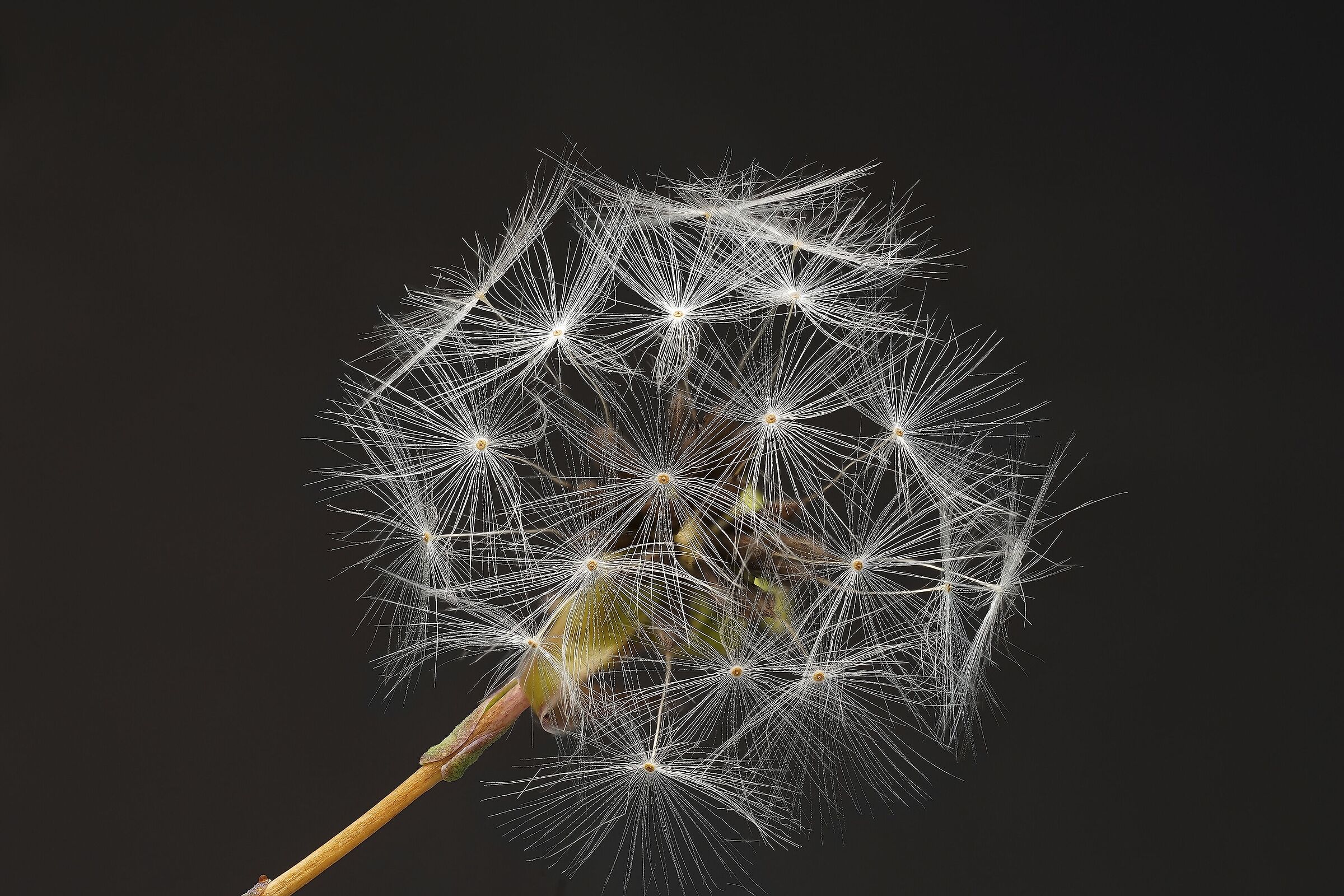 Taraxacum officinale